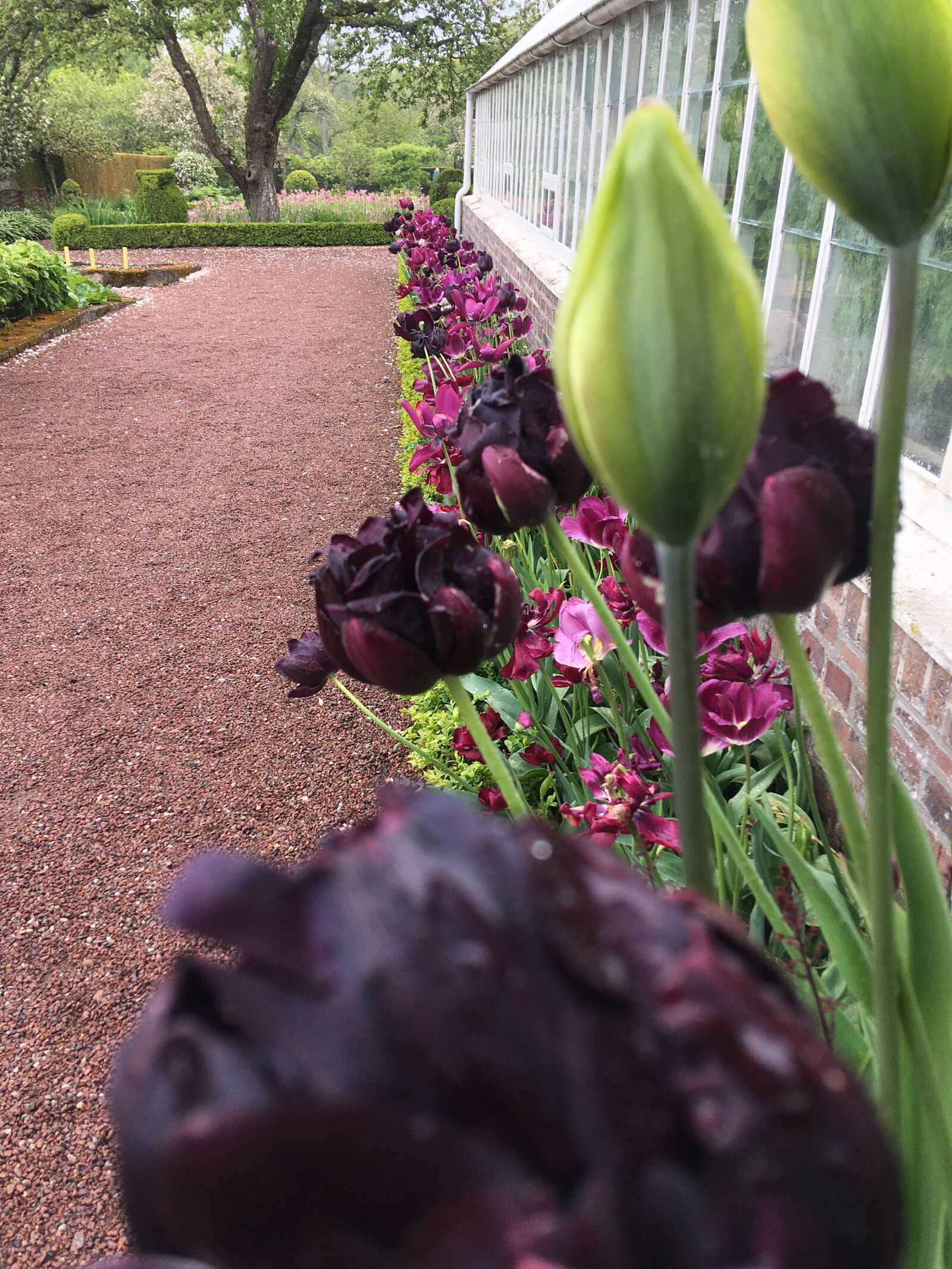 iPhone SE back camera 4.15mm f/2.2 sample photo. Sofiero castle, tulips, greenhouse photography