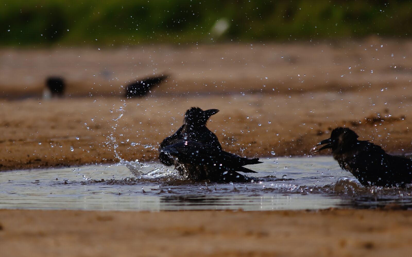 Canon EOS 700D (EOS Rebel T5i / EOS Kiss X7i) sample photo. Crow, bath, black photography