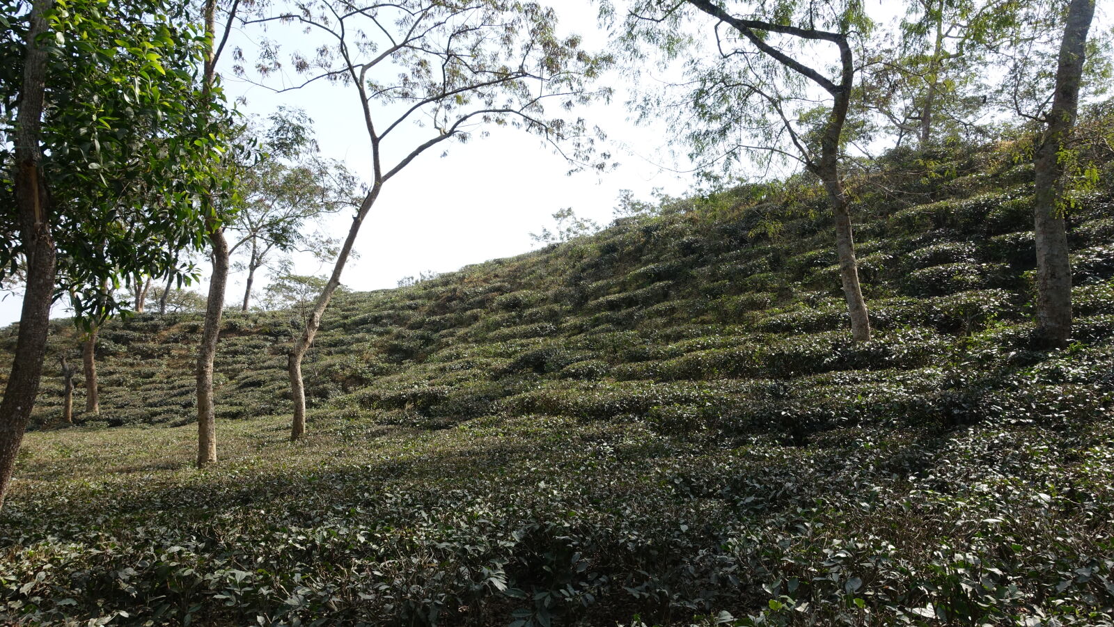 Sony Cyber-shot DSC-RX100 III sample photo. Dark, green, natural, nature photography