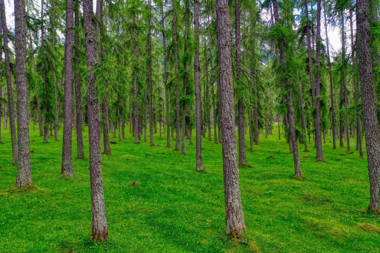 Hasselblad L1D-20c sample photo. Larch, forest, tree photography