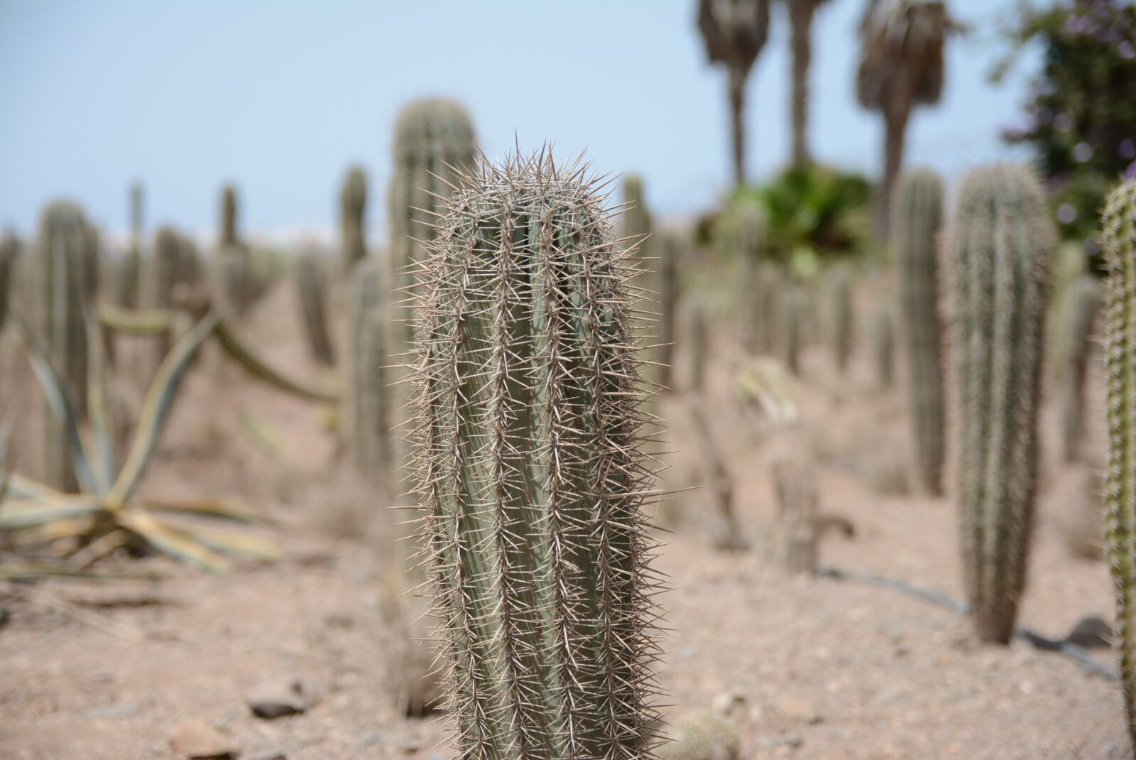 Nikon D5200 sample photo. Cactus, desert, plant photography