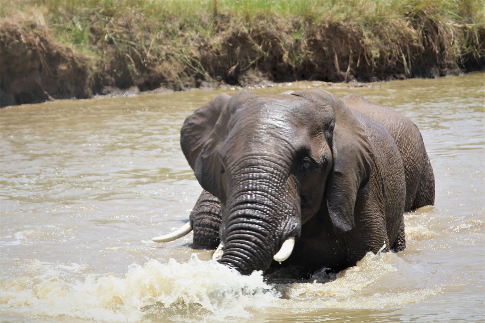 Canon EOS 60D + Canon EF 24-105mm F4L IS USM sample photo. African, elephant, wet photography