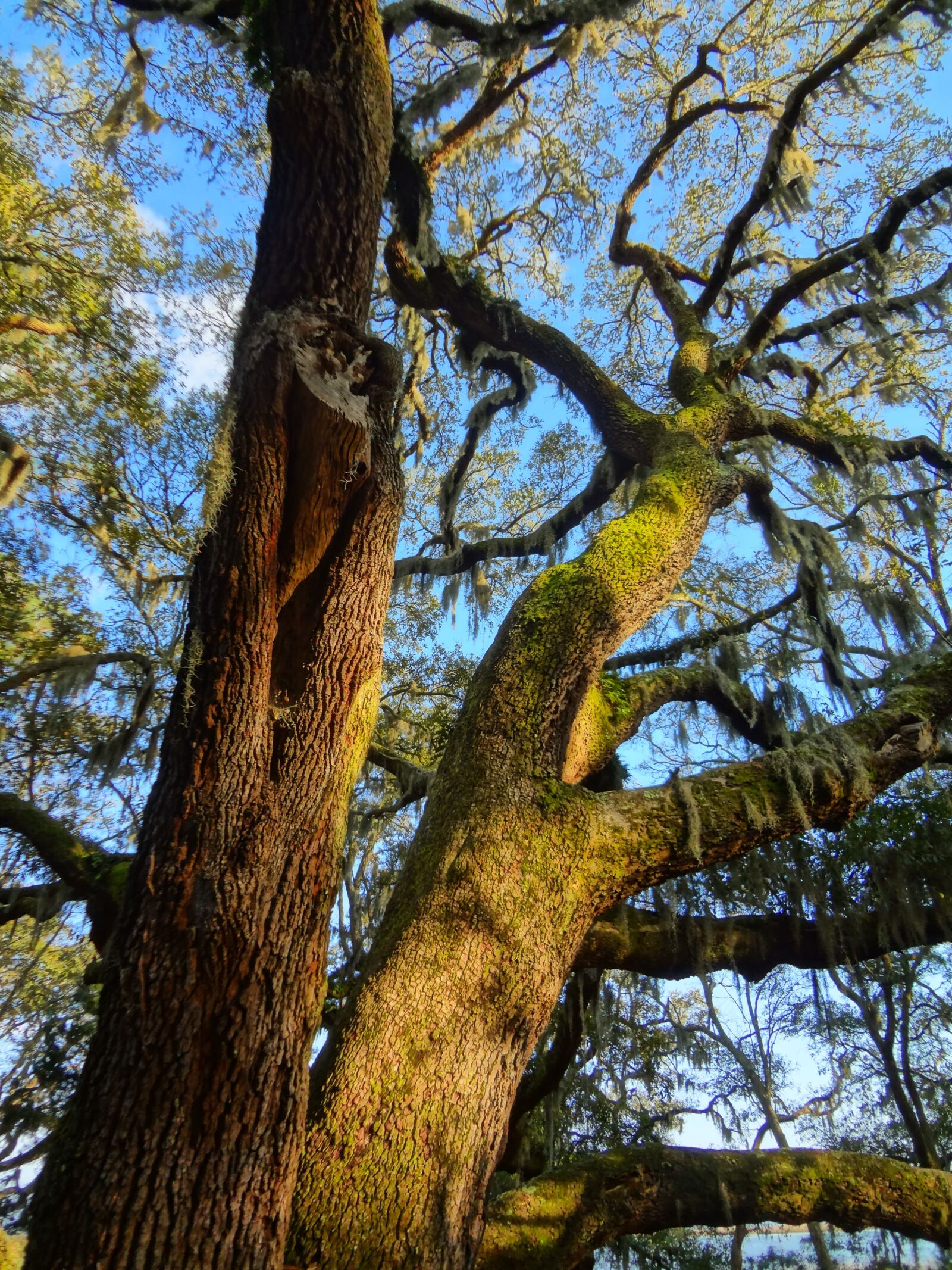 Sony Cyber-shot DSC-WX50 sample photo. Oak, trees, nature photography