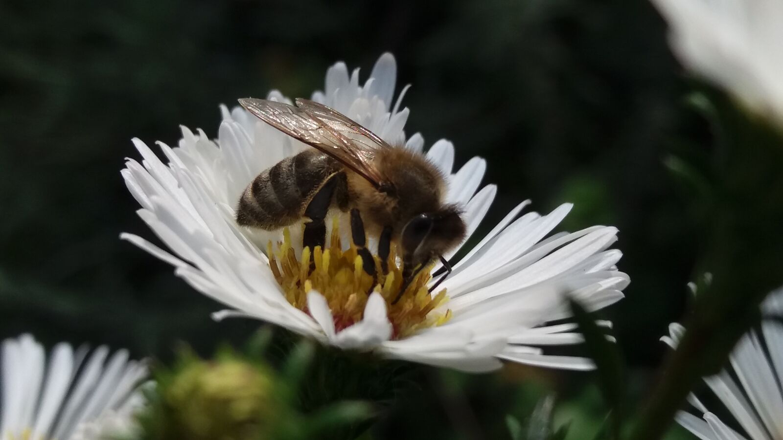 Samsung Galaxy J5 sample photo. Bee, flower, nature photography
