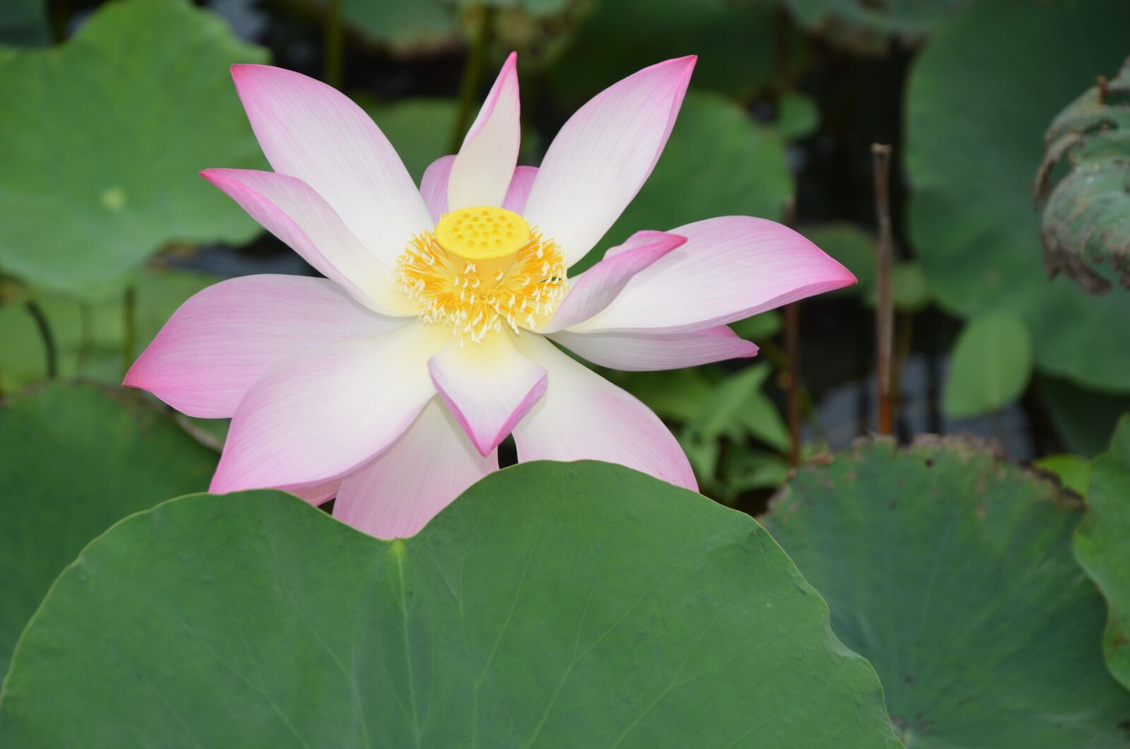 Nikon D7000 sample photo. Lotus, flower, ao photography
