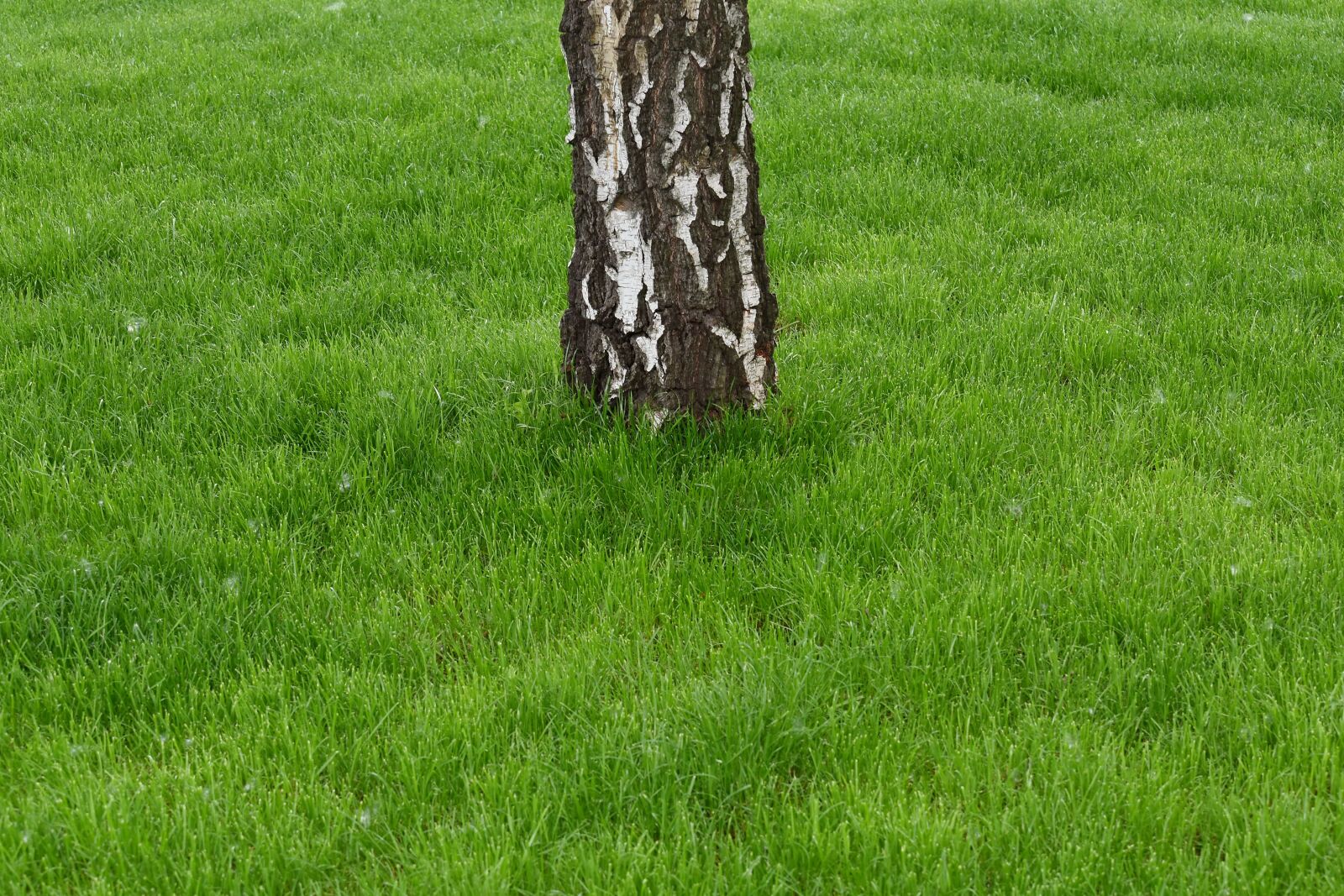 Nikon D5500 sample photo. Bark, birch, grass plants photography