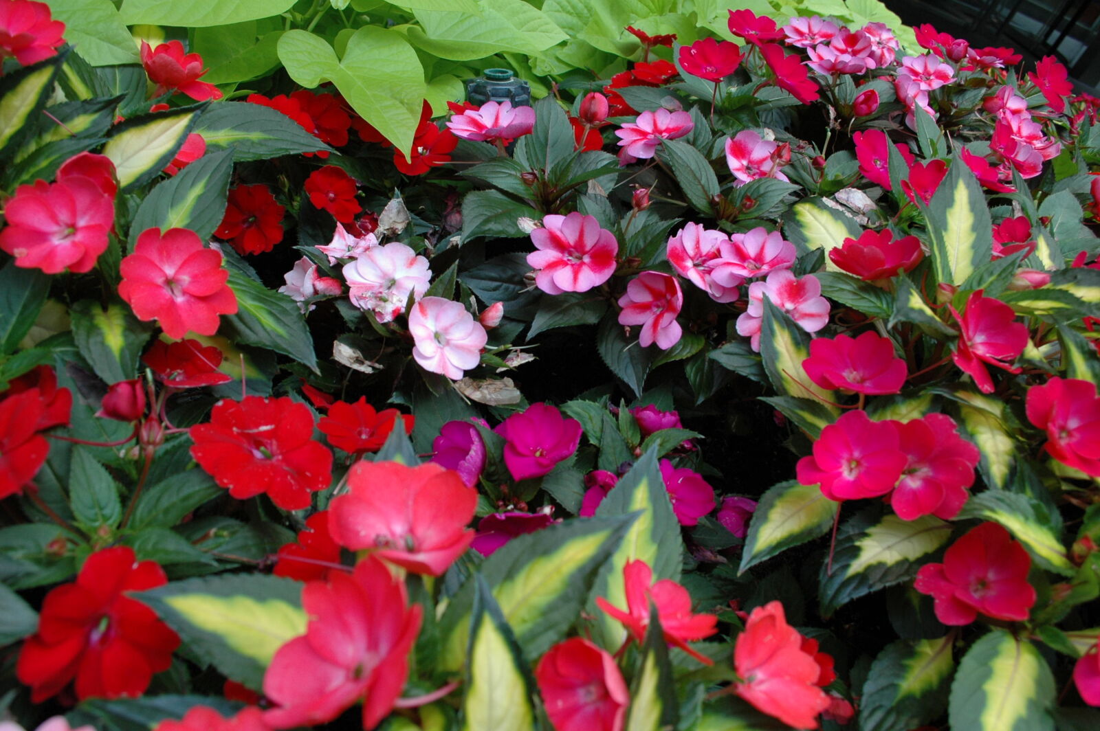 Nikon D70 sample photo