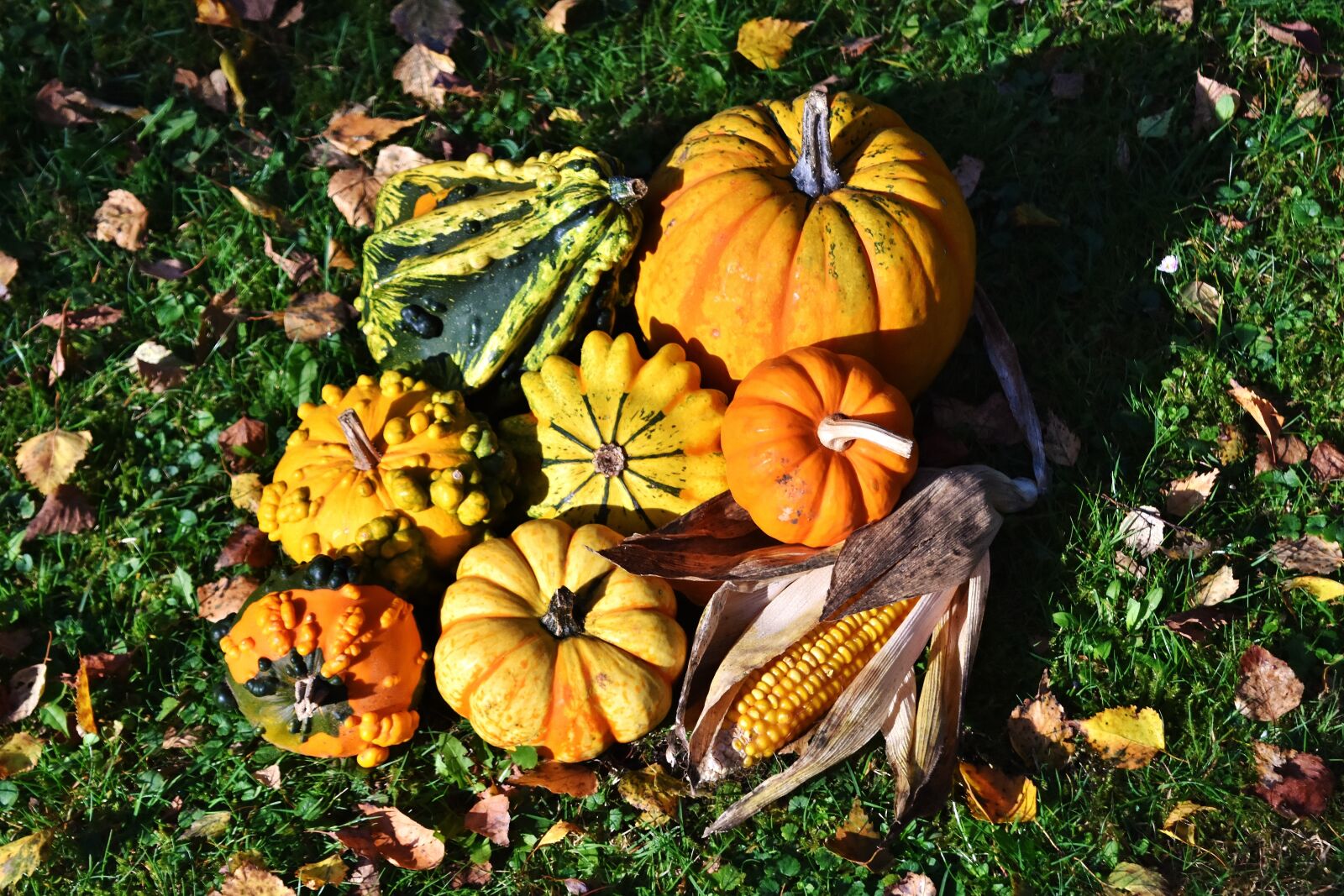Nikon D7200 sample photo. Pumpkins, colorful, autumn photography