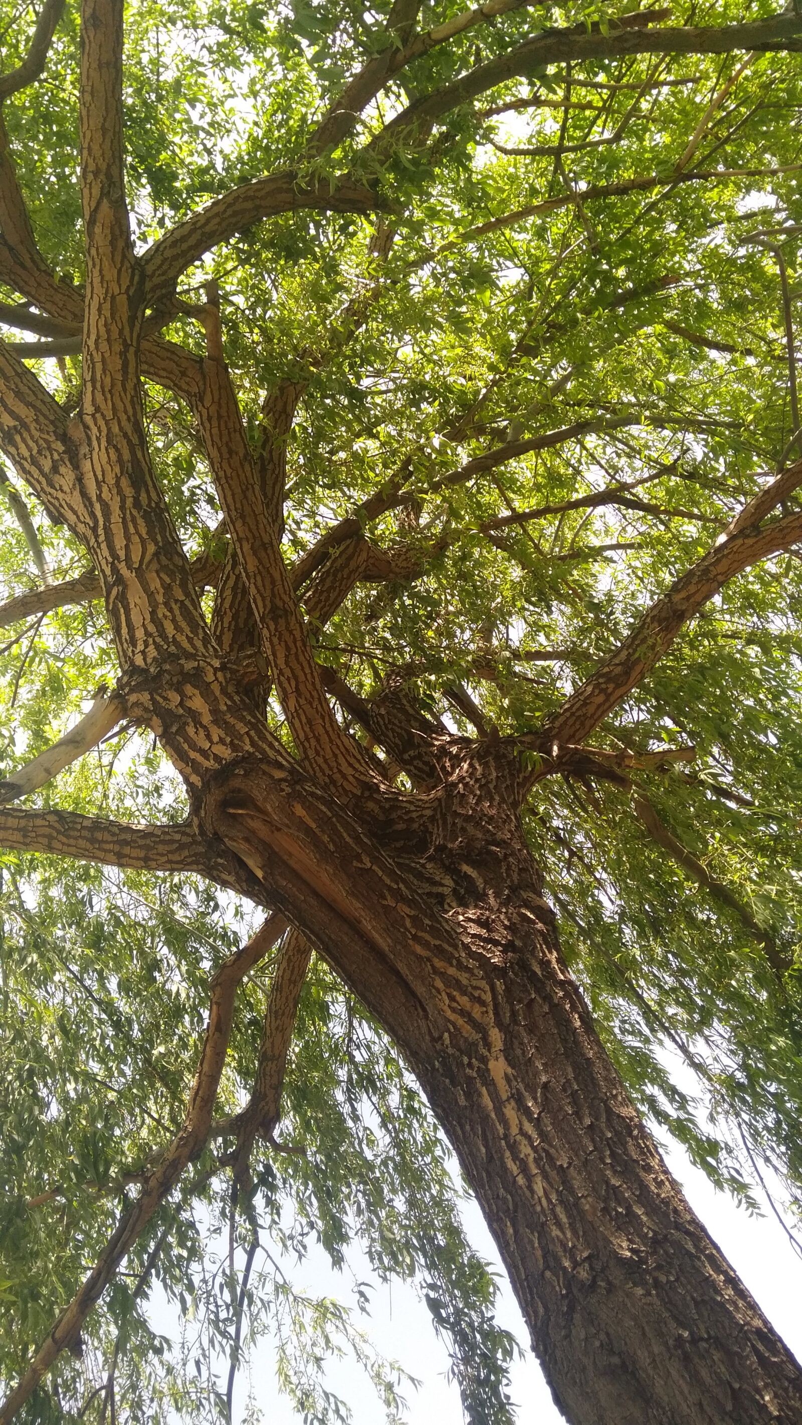 General Mobile GM 5 Plus sample photo. Manzara, do a, agac photography
