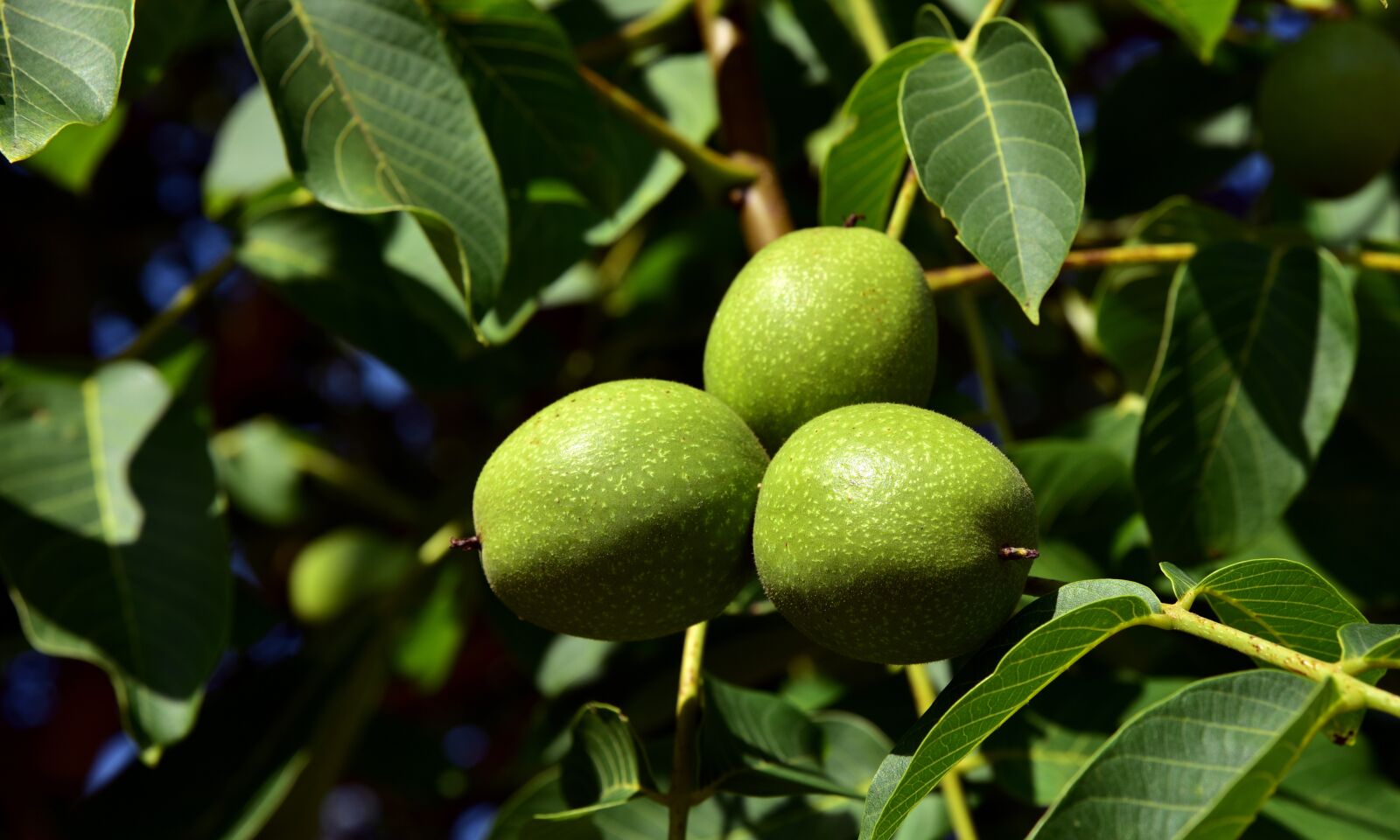 Nikon D750 sample photo. Walnuts, walnut tree, tree photography