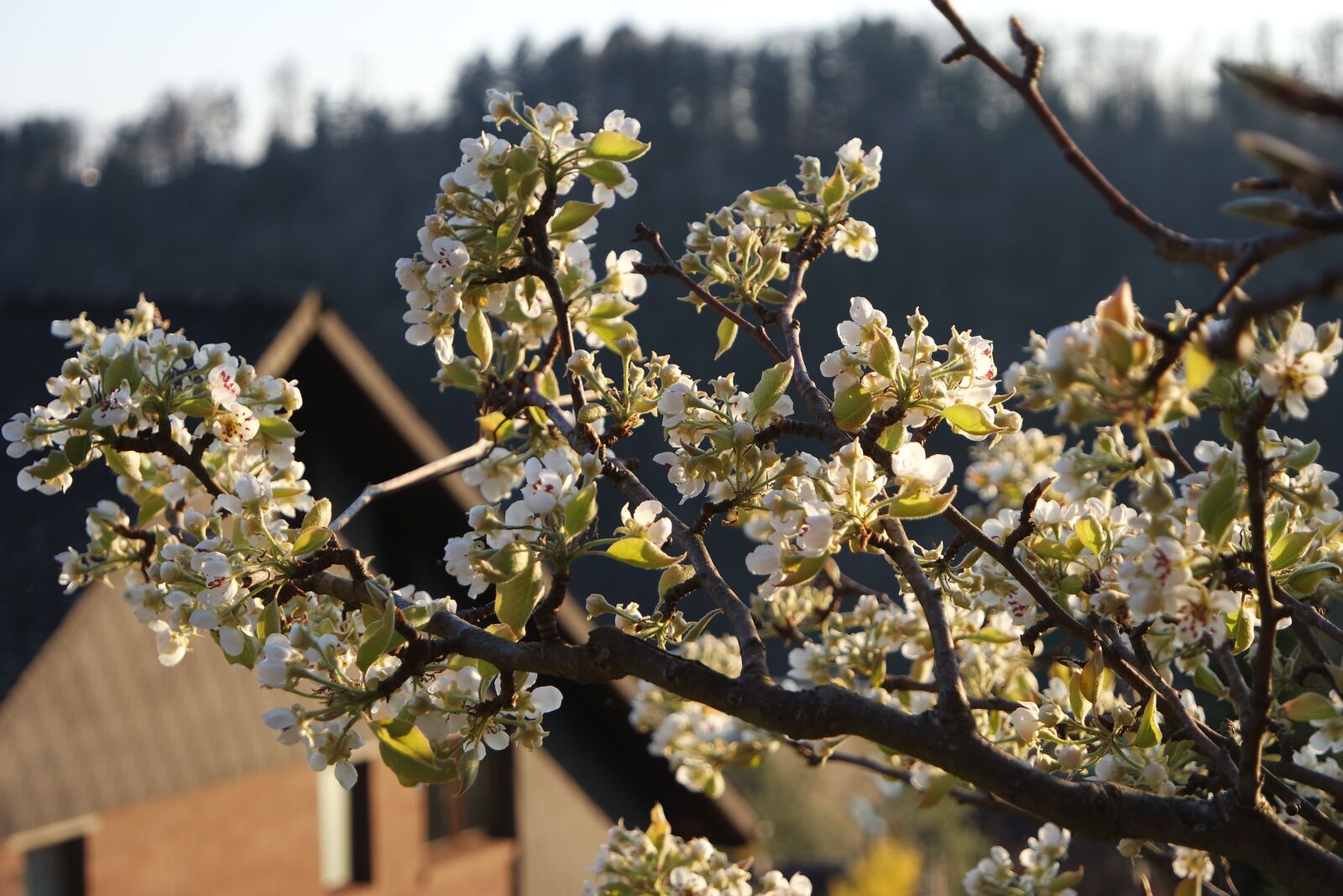Samsung NX3000 sample photo. Pear tree blossoms, blossom photography