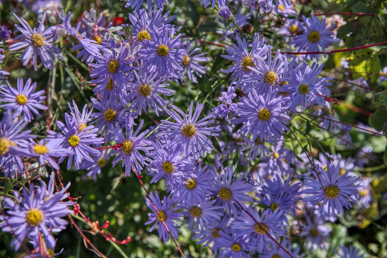 Nikon D750 sample photo. Aster, composites, autumn flower photography