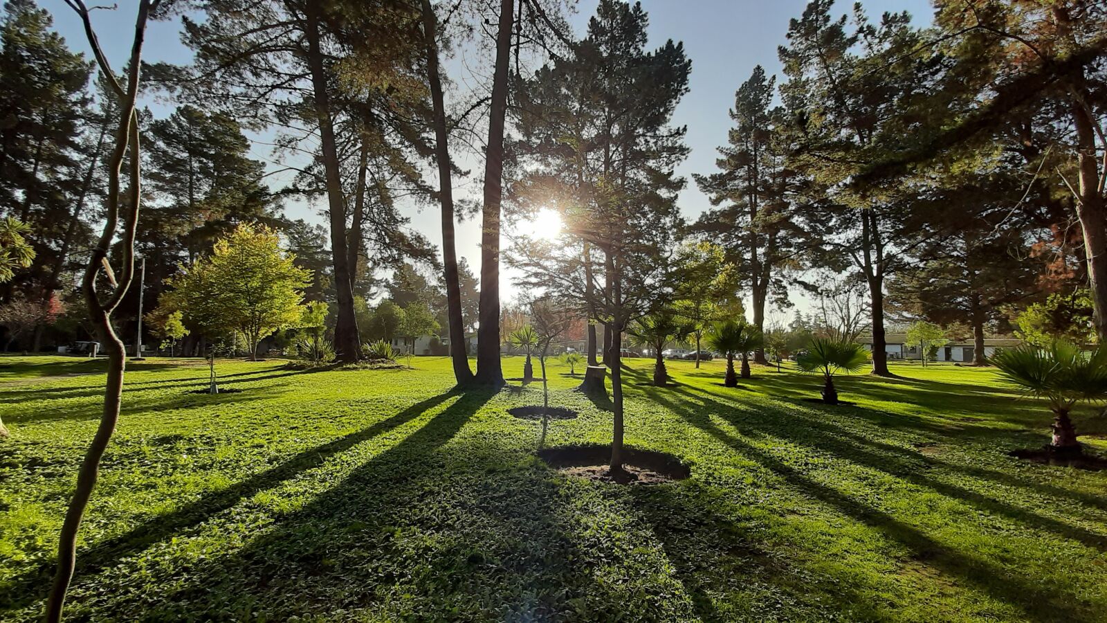 Samsung Galaxy A50 sample photo. Park, sun, grass photography