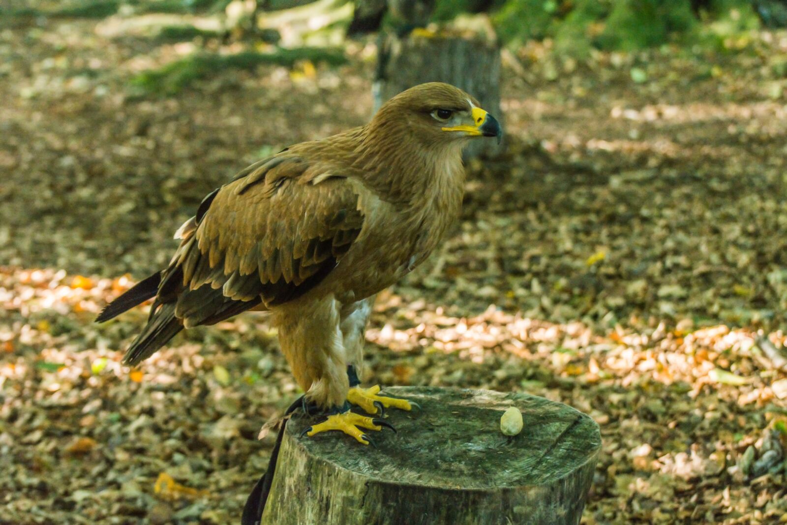 Nikon D7100 sample photo. Bird of prey, nature photography