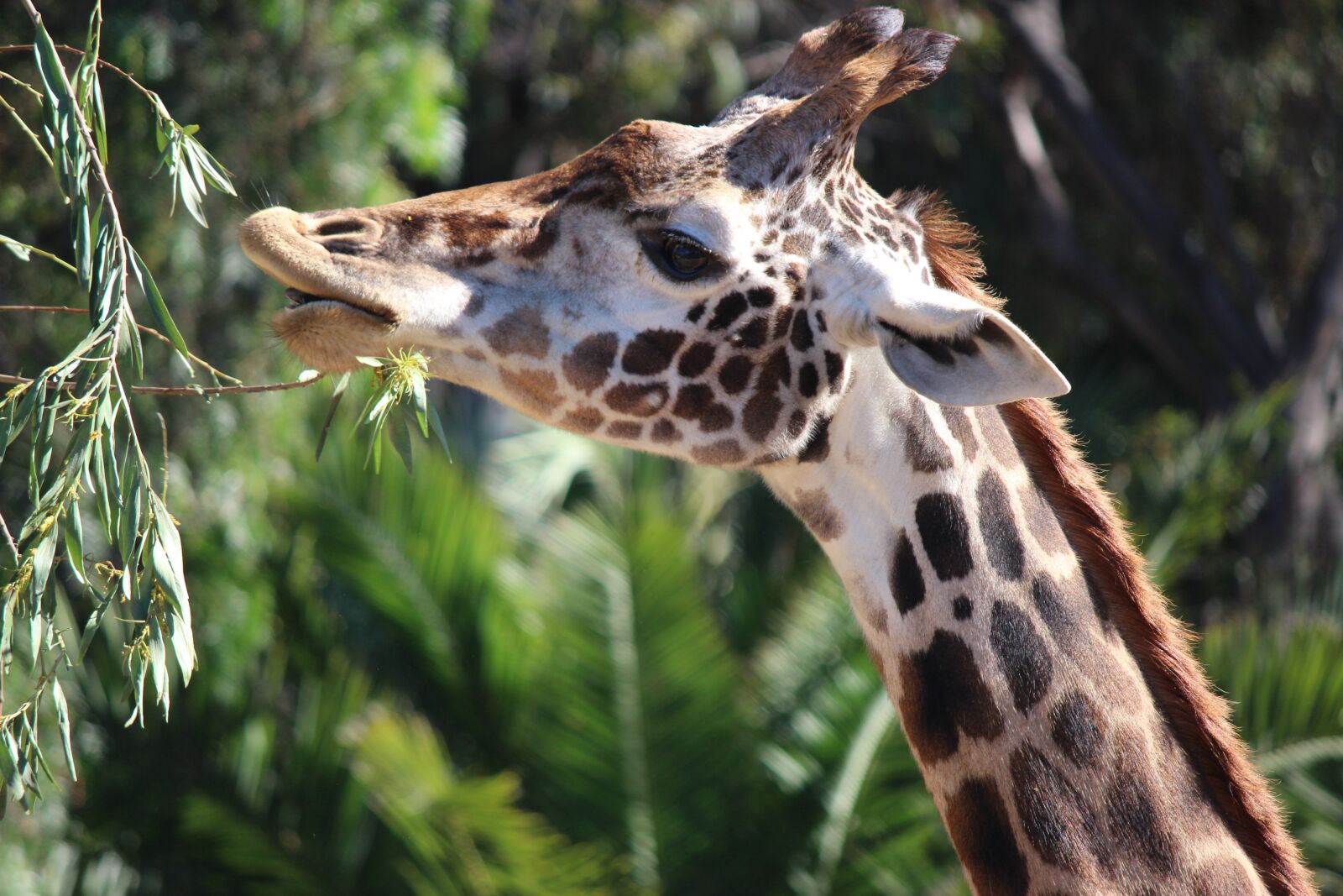 Canon EOS 100D (EOS Rebel SL1 / EOS Kiss X7) sample photo. Giraffe, animal, nature photography