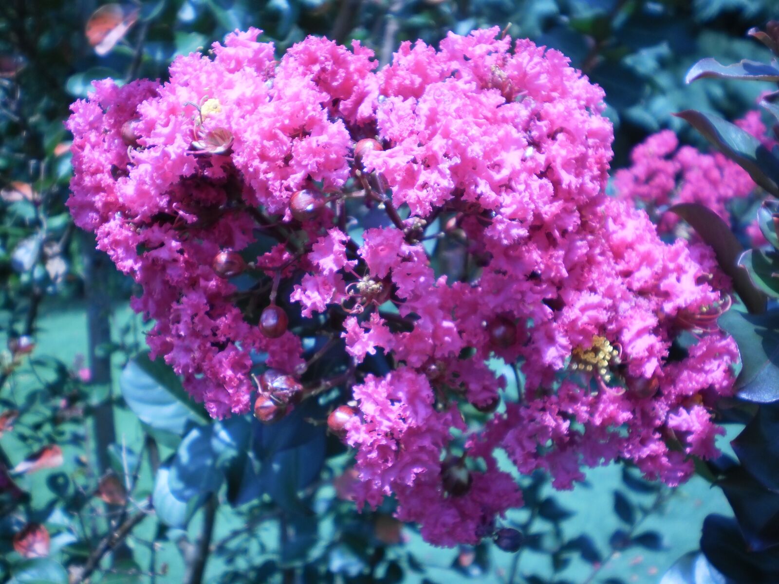 Olympus T105,T100,X36 sample photo. North carolina, flowers, nature photography