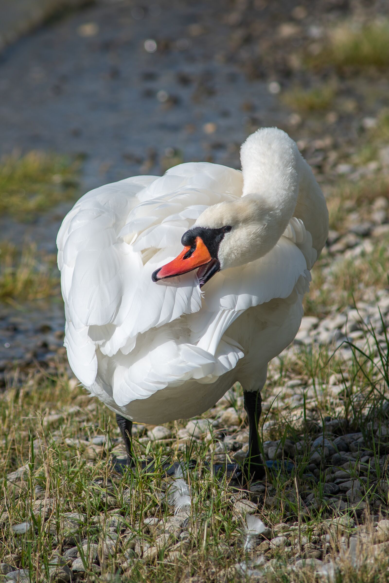 Nikon D750 sample photo. Swan, bird, water photography