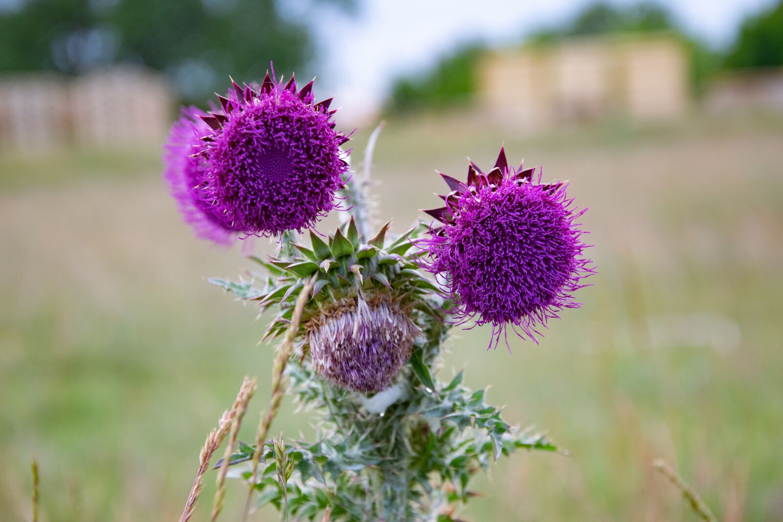Nikon D3300 sample photo. Thistle, meadow, nature photography