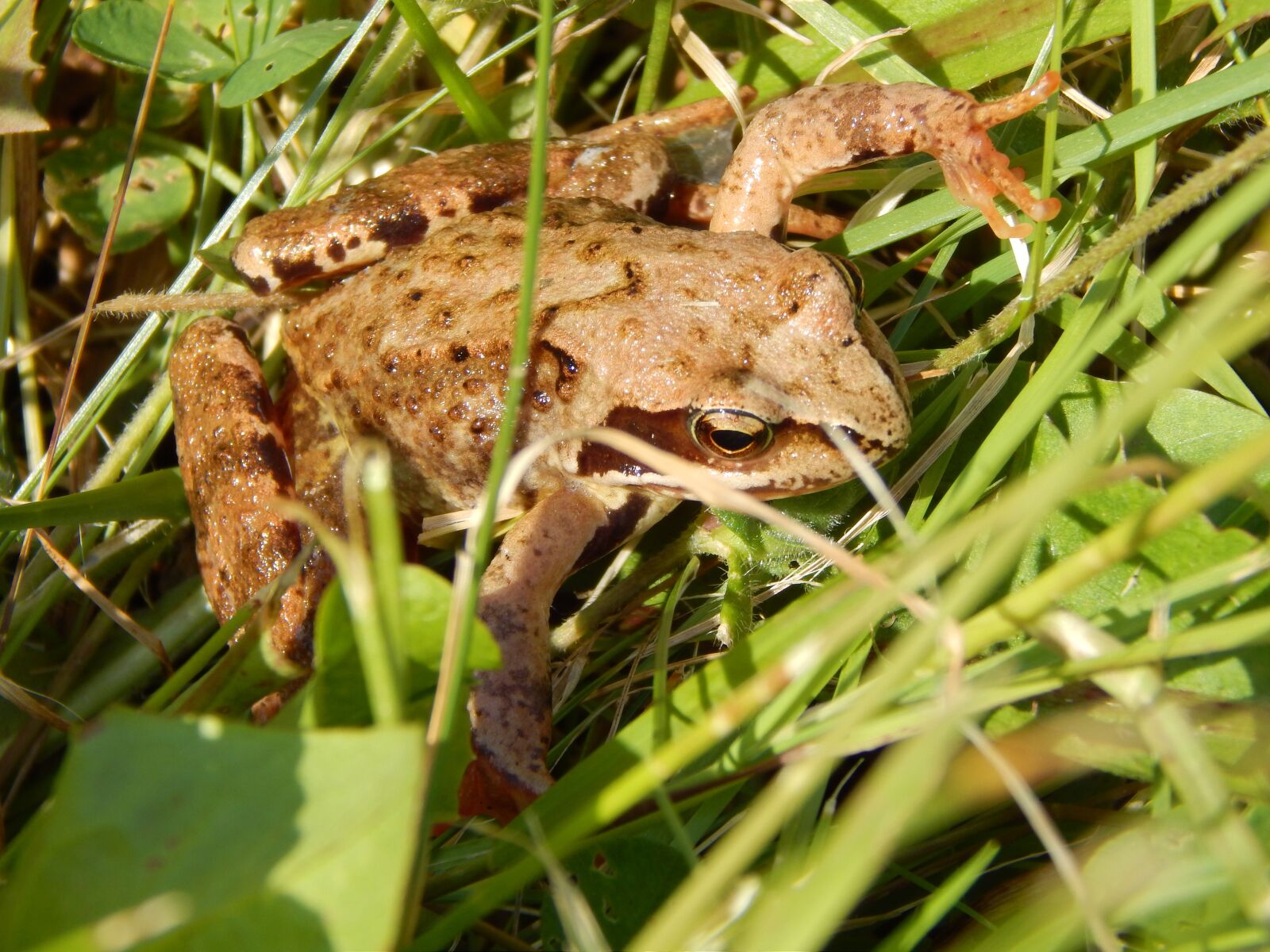 Nikon Coolpix L820 sample photo. The frog, animal, nature photography