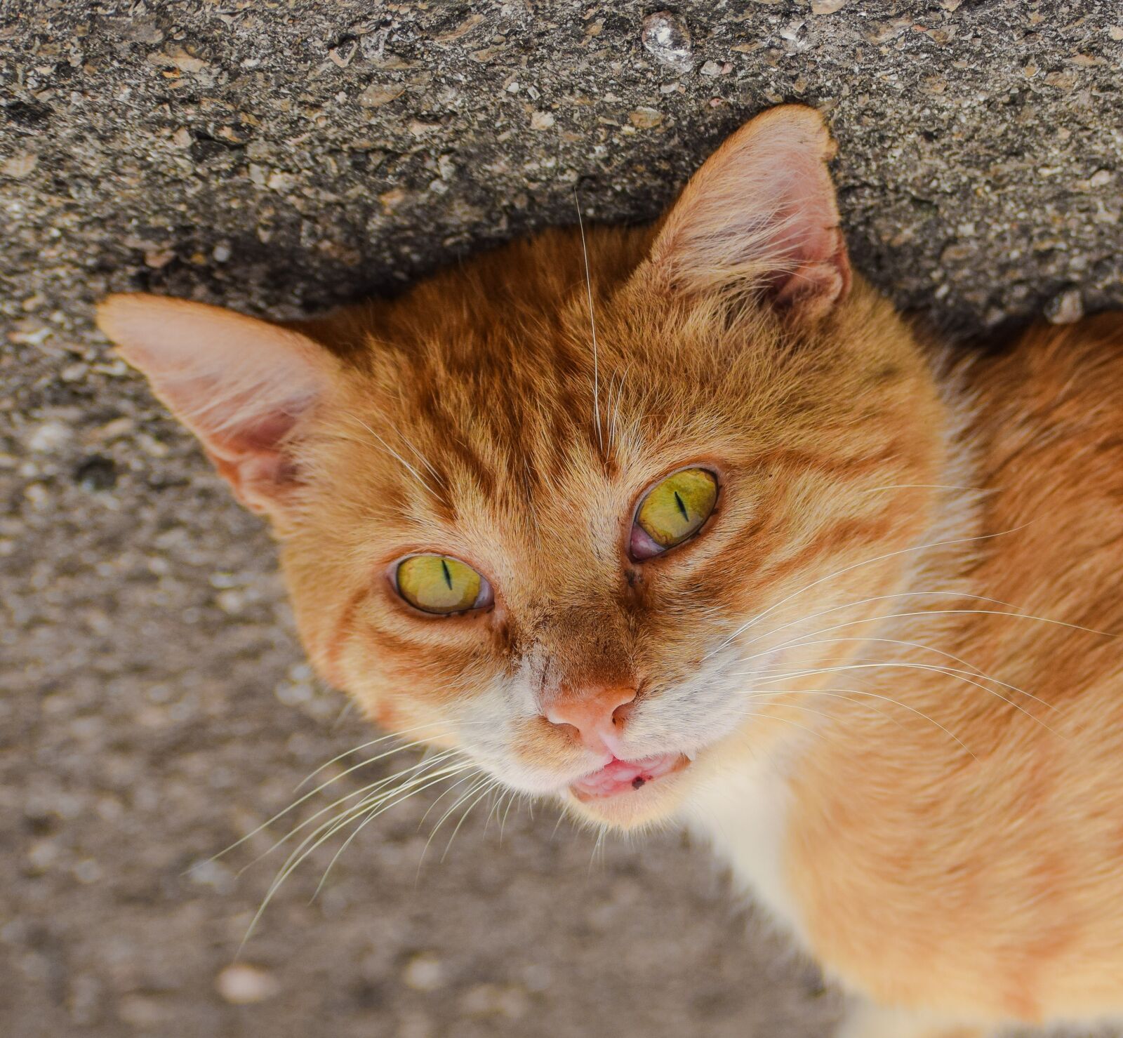 Nikon D3300 sample photo. Cat, yellow, summer photography