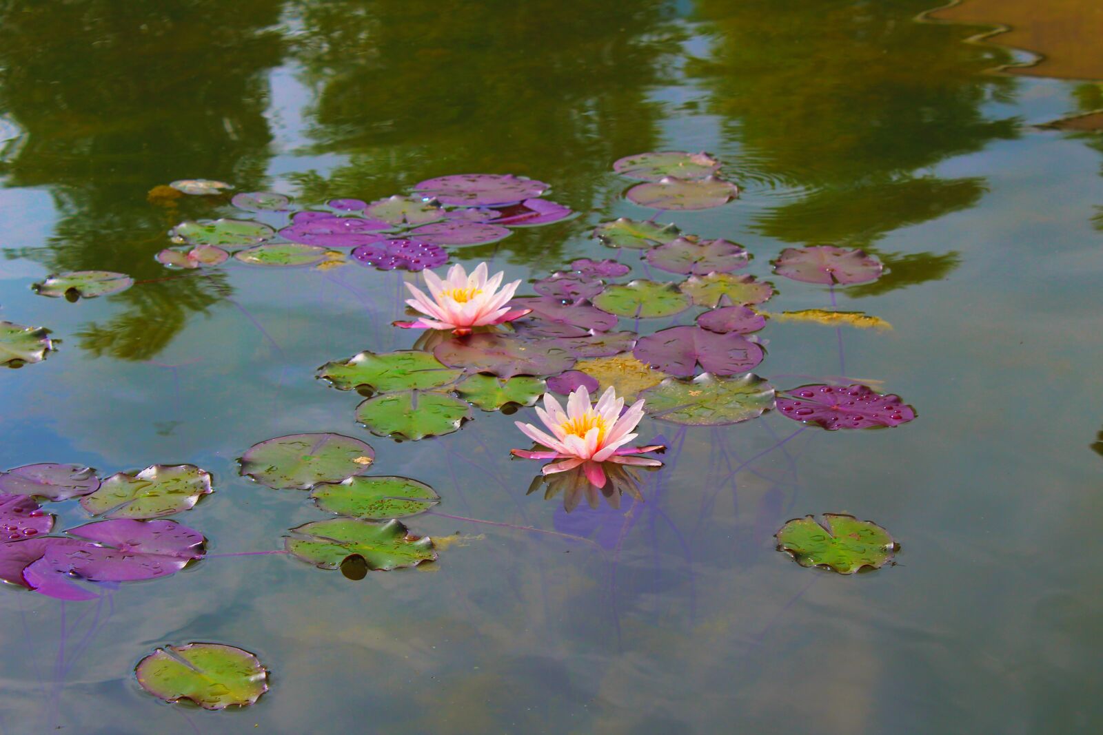 Canon EOS 1200D (EOS Rebel T5 / EOS Kiss X70 / EOS Hi) sample photo. Water lily, beautiful, nature photography