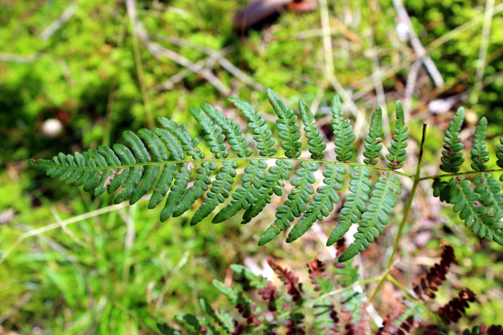Canon EOS 1200D (EOS Rebel T5 / EOS Kiss X70 / EOS Hi) sample photo. Ferns, forest, vegetation photography