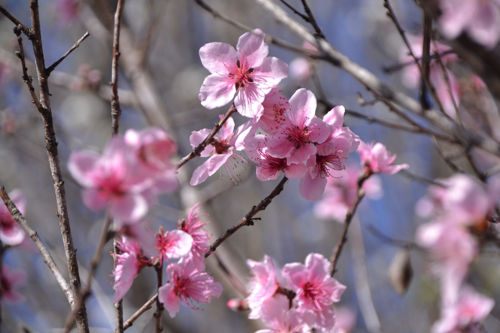 Nikon D3100 sample photo. Peach blossoms, springtime, pink photography