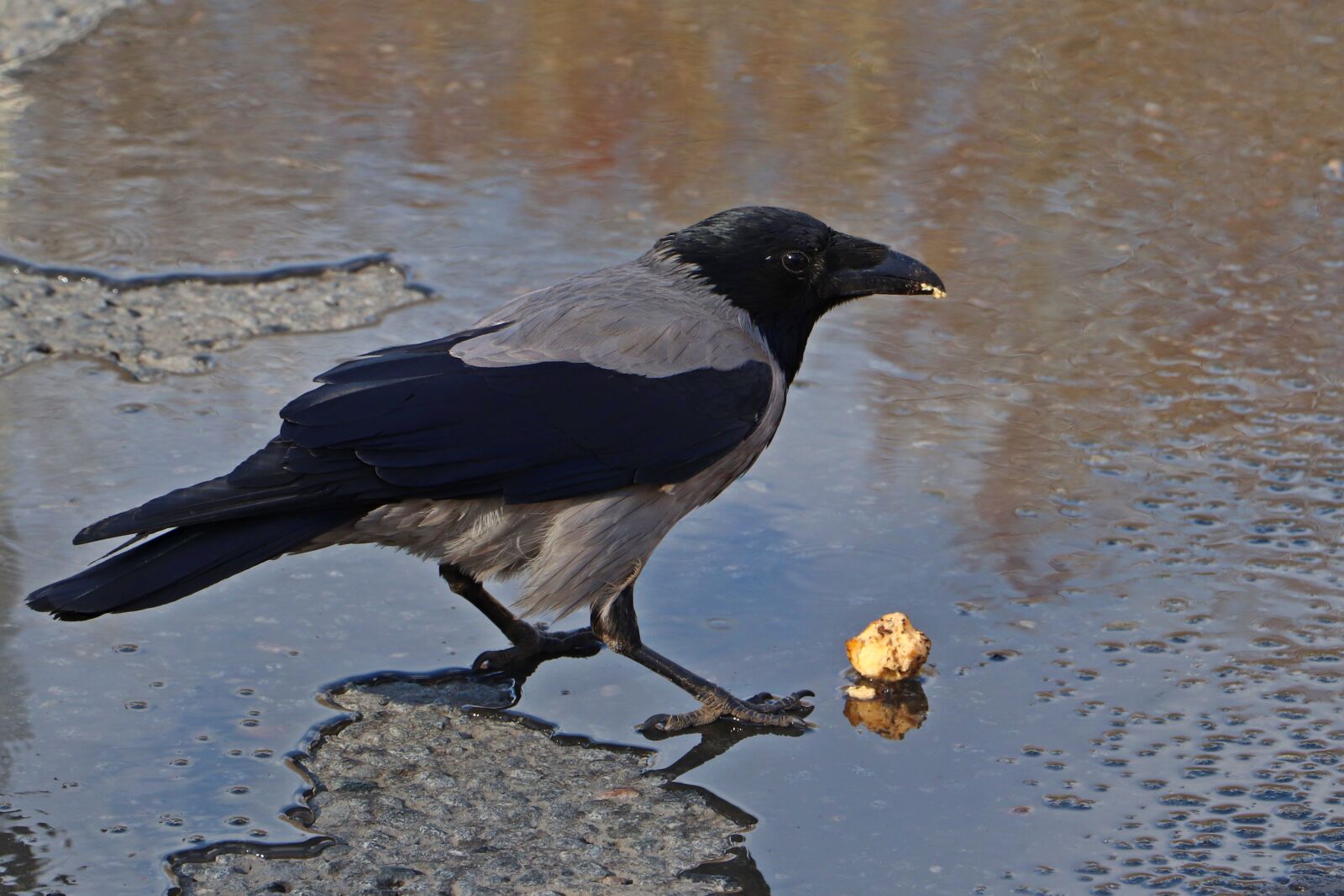 Canon EOS 200D (EOS Rebel SL2 / EOS Kiss X9) sample photo. Bird, city, spring photography