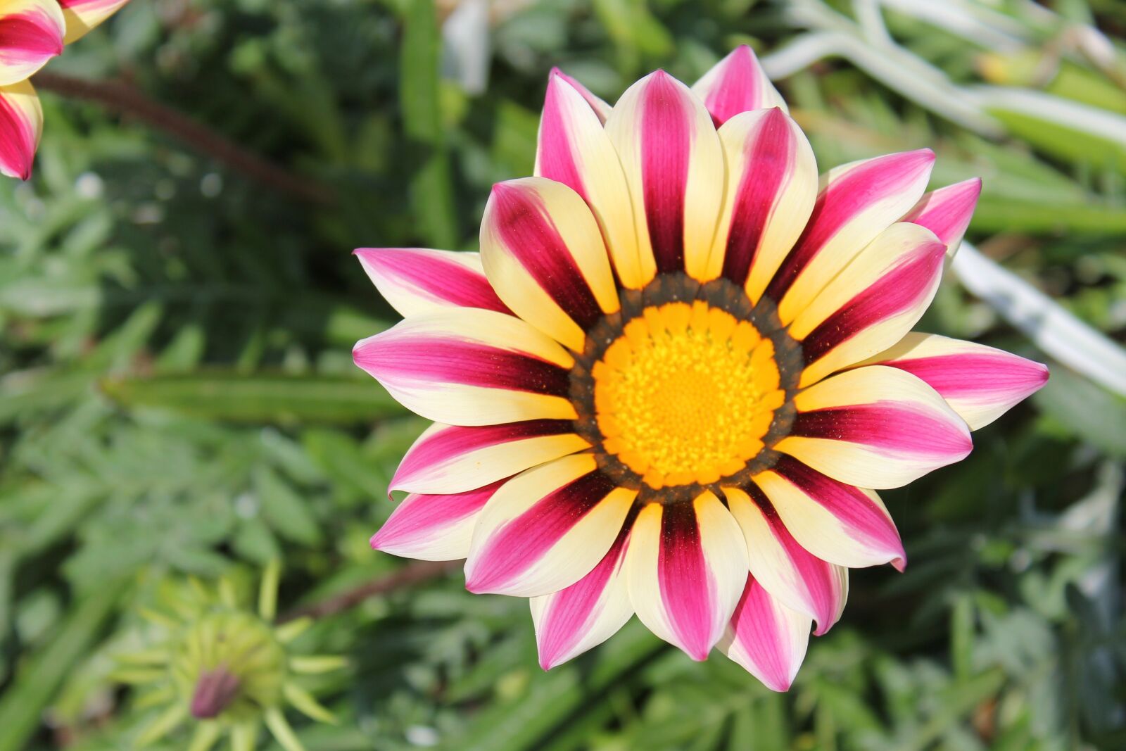Canon EOS 1100D (EOS Rebel T3 / EOS Kiss X50) sample photo. Flower, nature, green photography