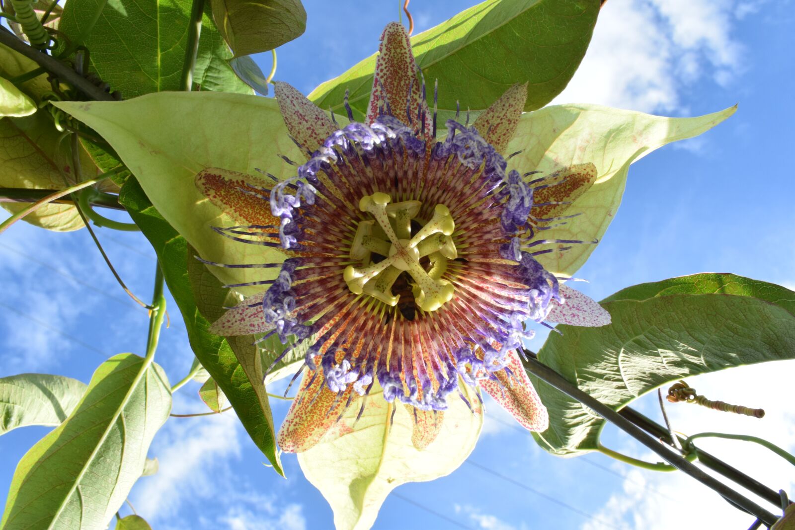 Nikon D5300 sample photo. Colombia, flower, tropical fruits photography