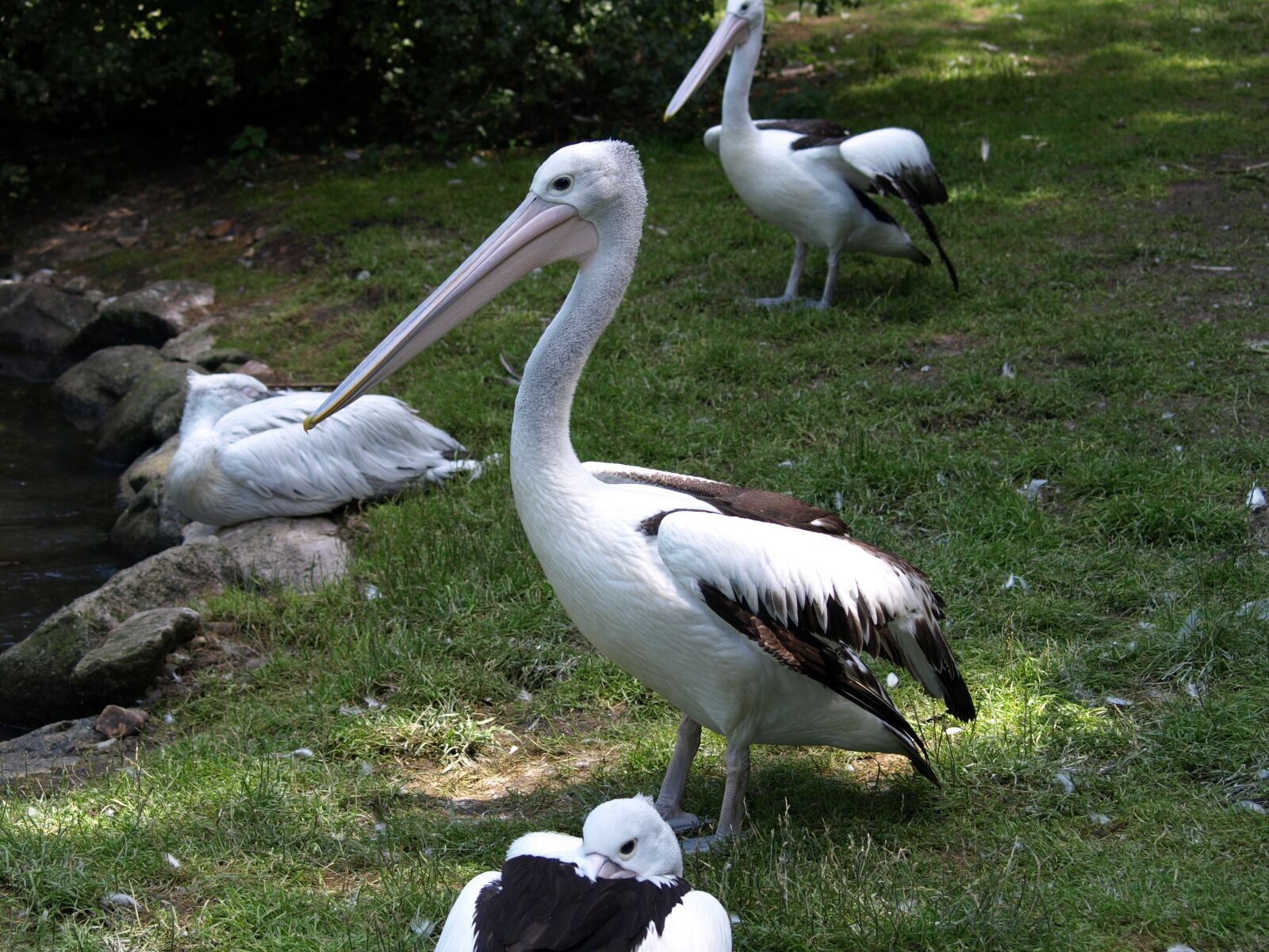 Olympus E-510 (EVOLT E-510) sample photo. Pelikan, bill, water bird photography
