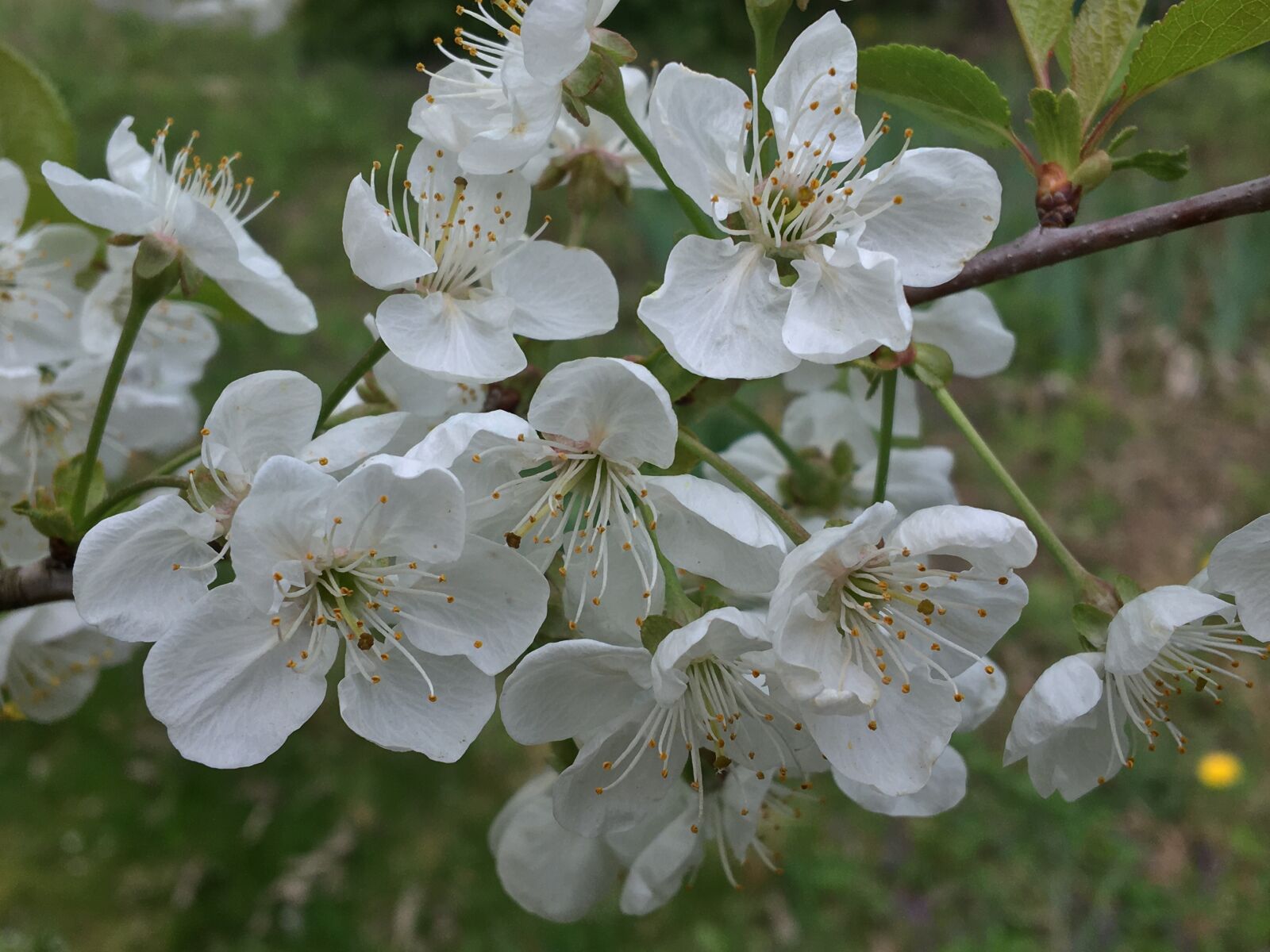 Apple iPhone 6s sample photo. Flowers, nature, flower photography