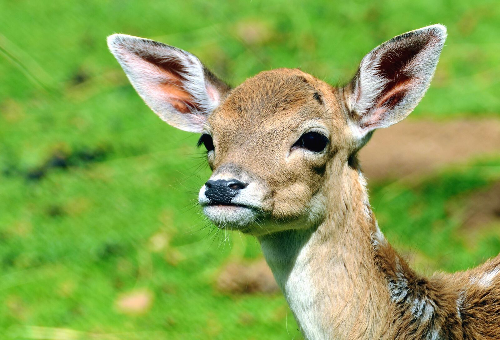 Nikon D5100 sample photo. Deer, animal, wild animal photography