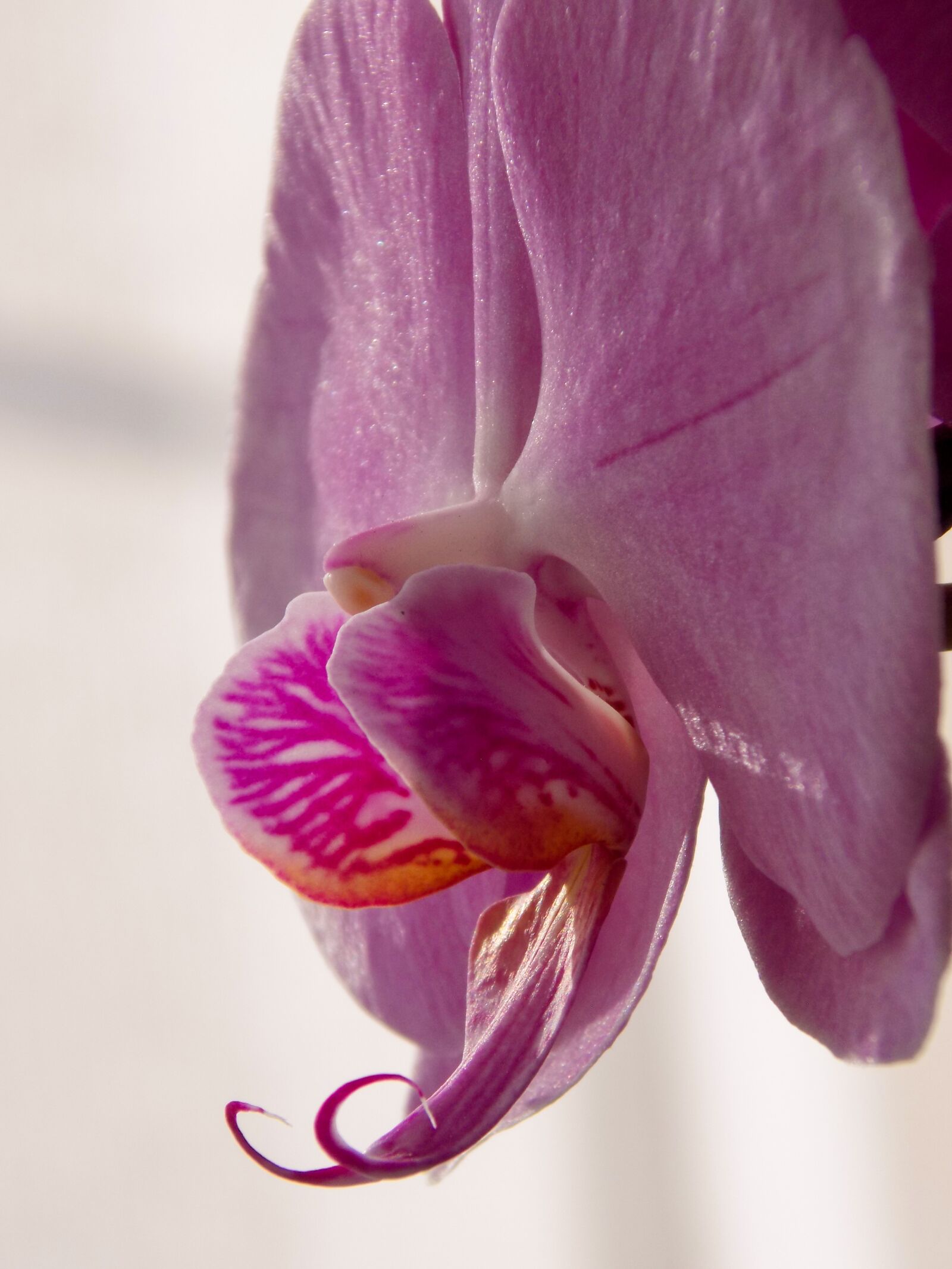 Nikon COOLPIX L330 sample photo. Orchid, flower, flowers photography