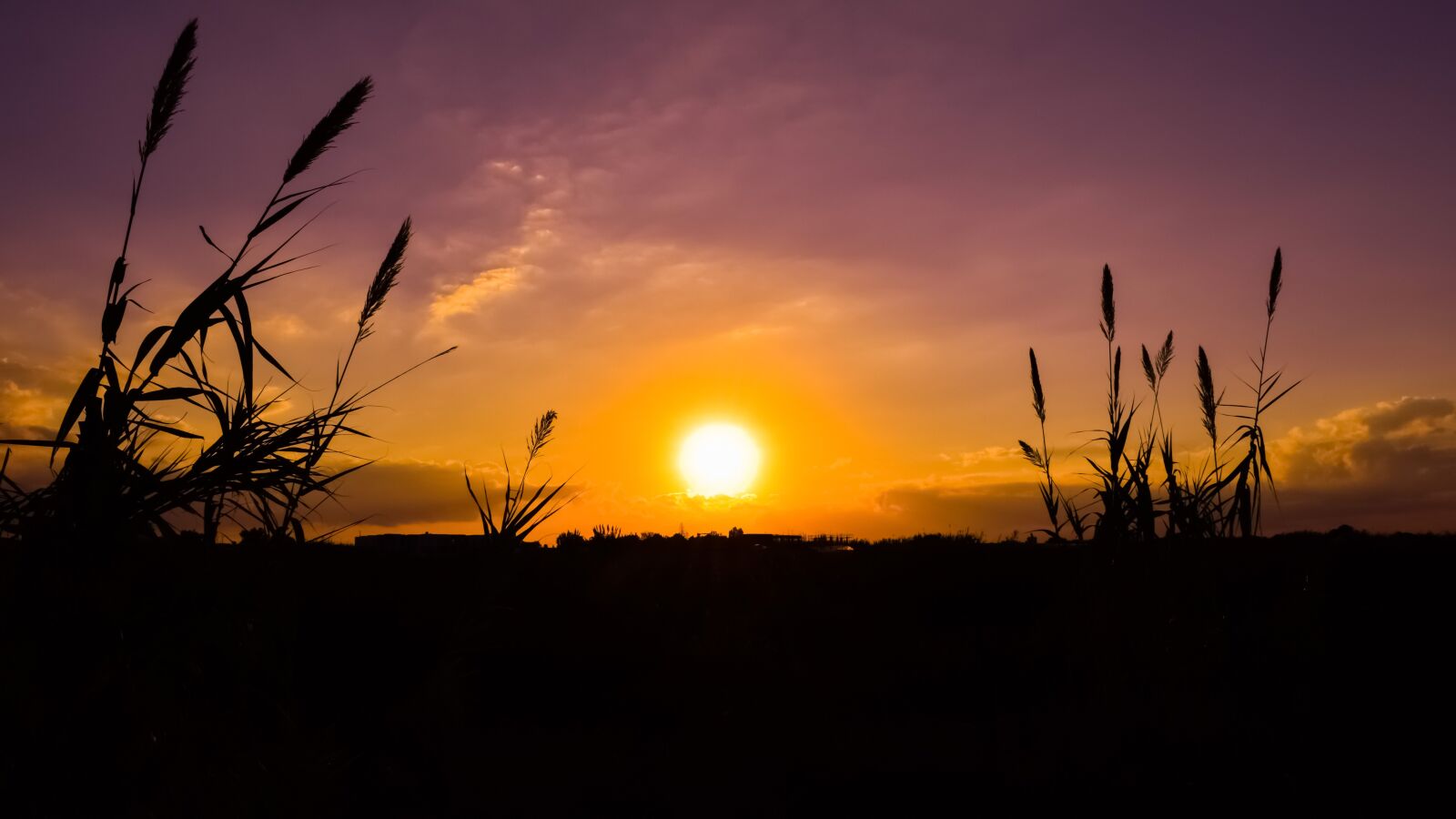 Nikon D3300 sample photo. Sun, sunset, reeds photography