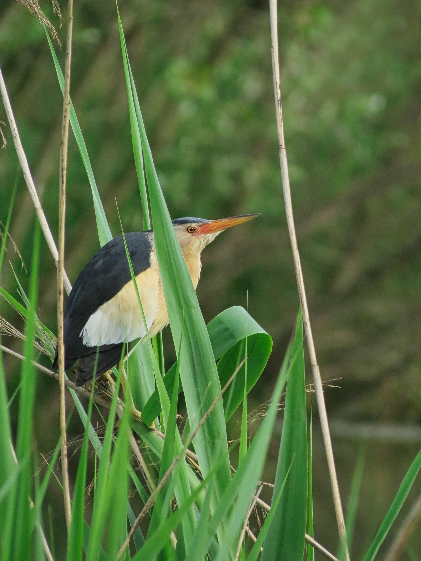 Canon PowerShot SX40 HS sample photo. Swamp, reeds, little bittern photography