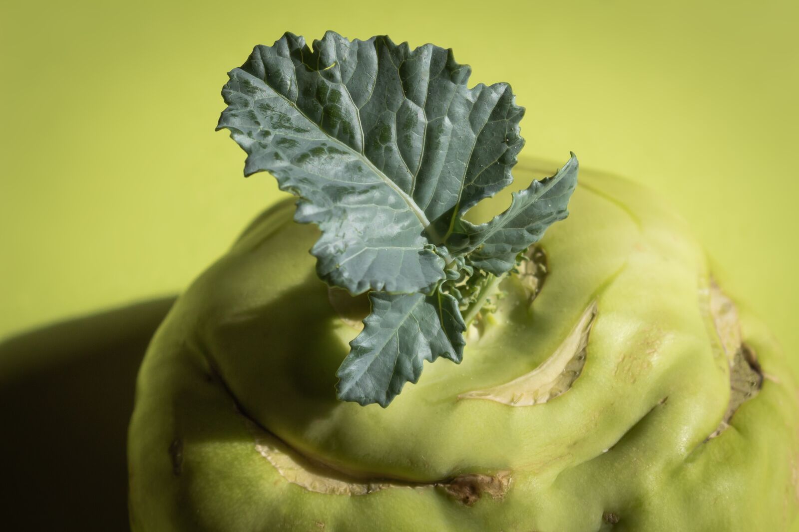 Canon EOS 1300D (EOS Rebel T6 / EOS Kiss X80) sample photo. Kohlrabi, brassica oleracea, upper photography