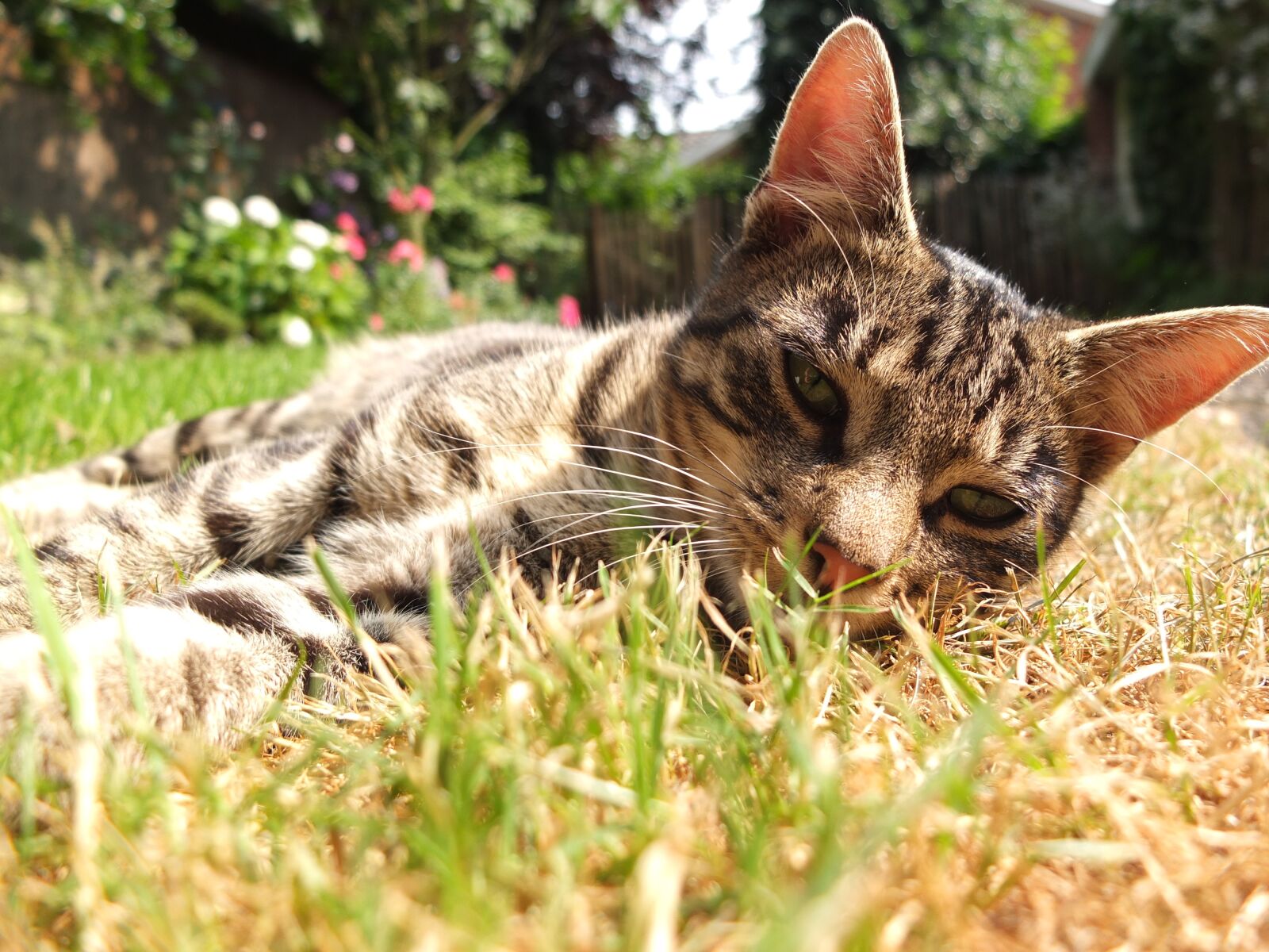 Fujifilm X10 sample photo. Cat, garden, out photography