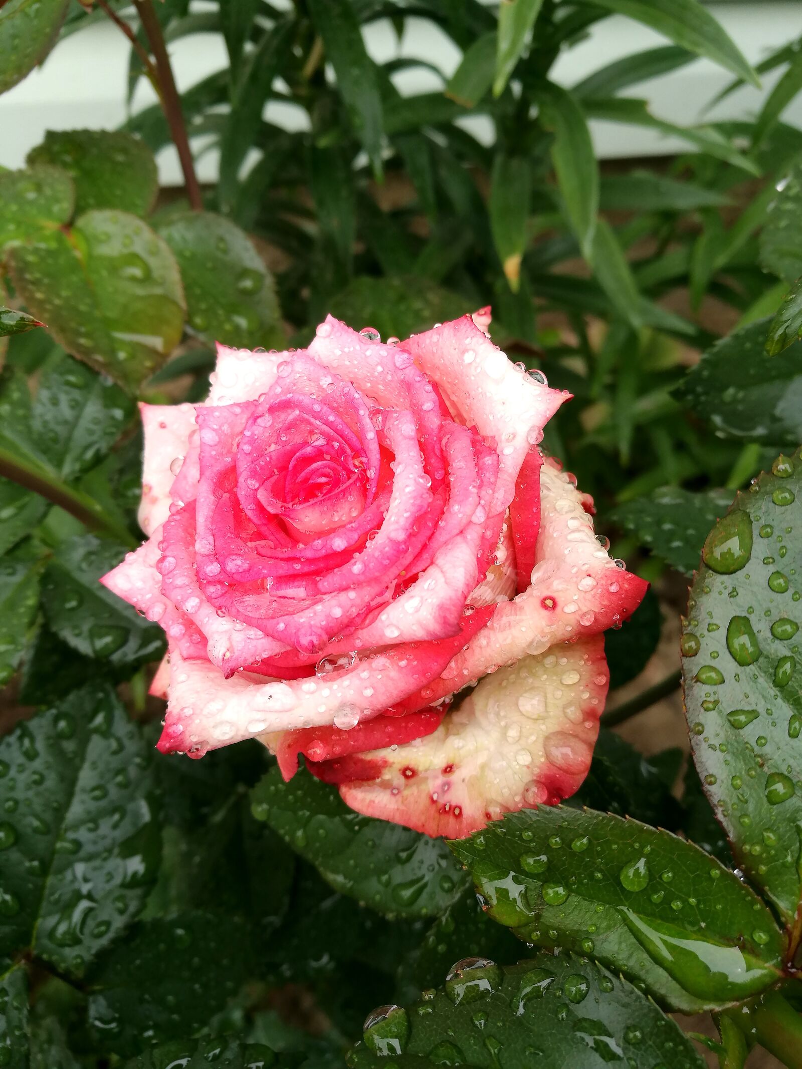 HUAWEI P9 sample photo. Rose, garden, pink rose photography