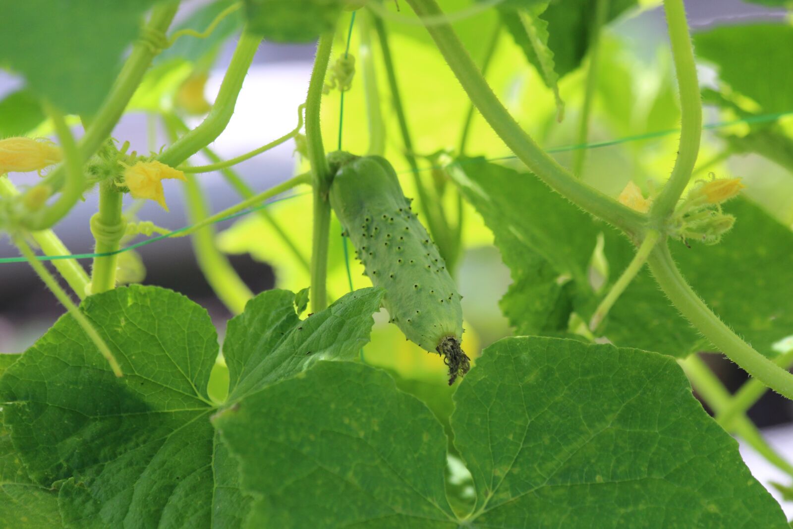 Canon EOS 650D (EOS Rebel T4i / EOS Kiss X6i) sample photo. Cucumber, little, fresh photography