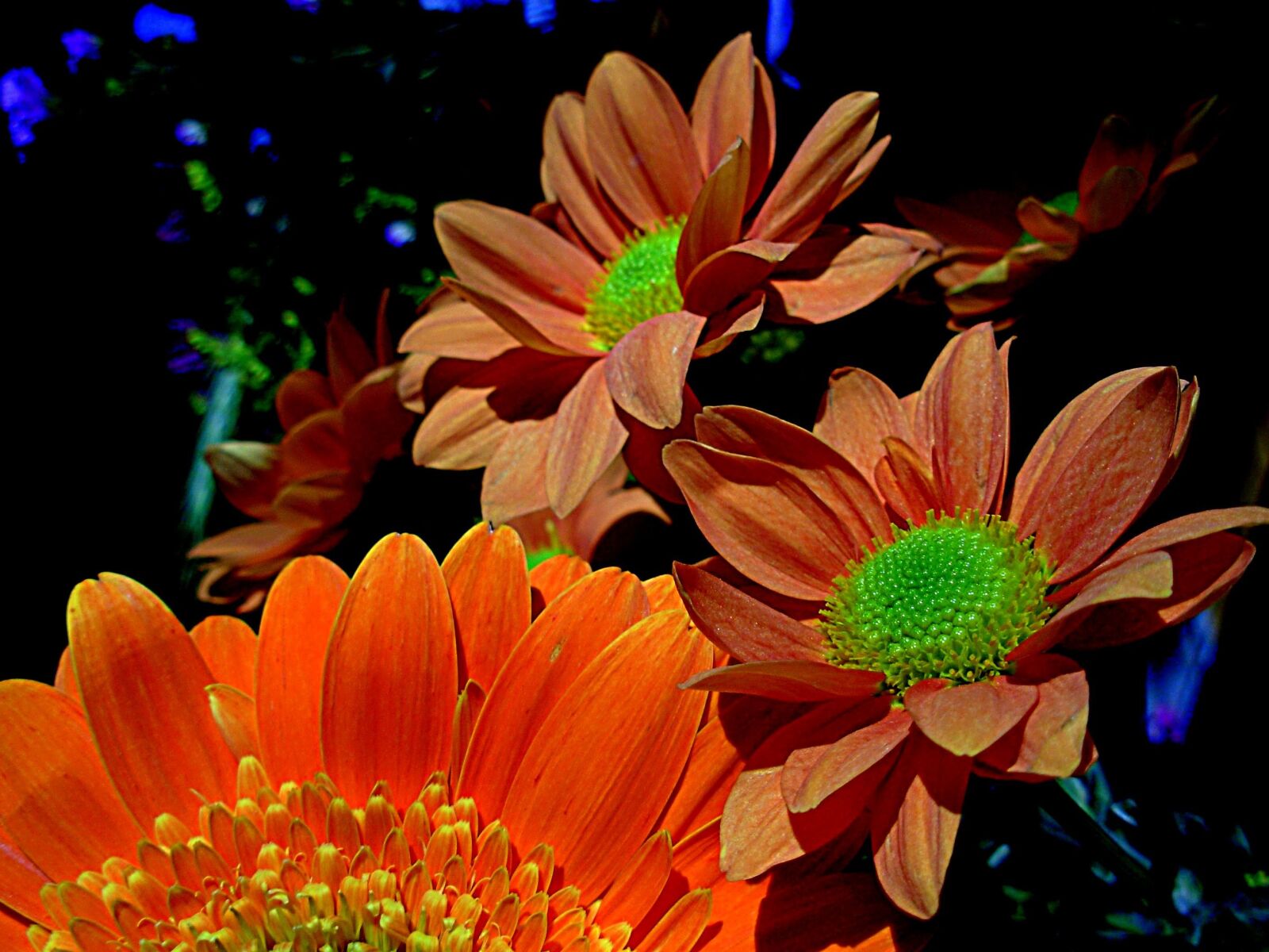 Nikon COOLPIX L1 sample photo. Petals, spring, flower photography