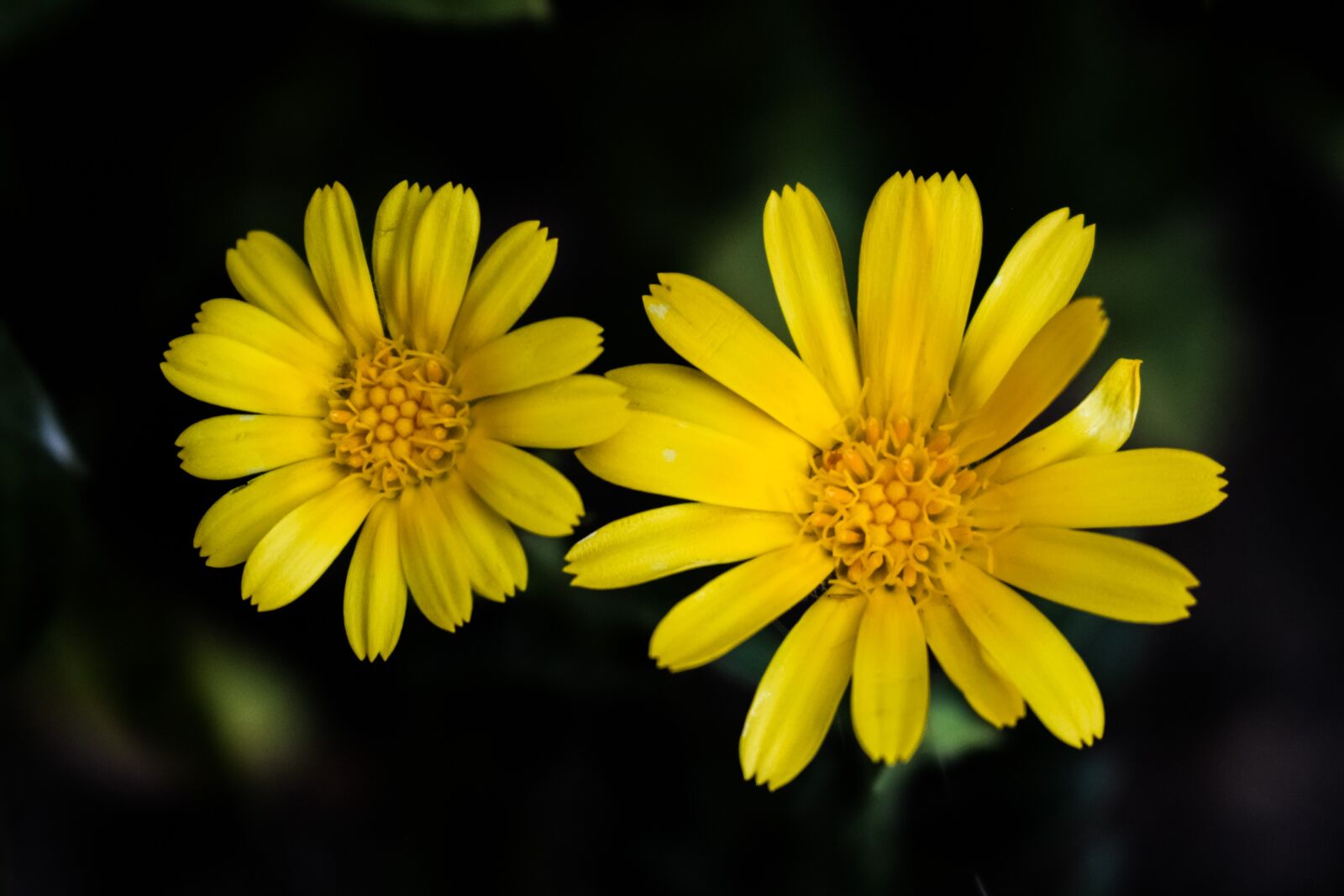 Nikon D3300 sample photo. Flower, yellow, nature photography