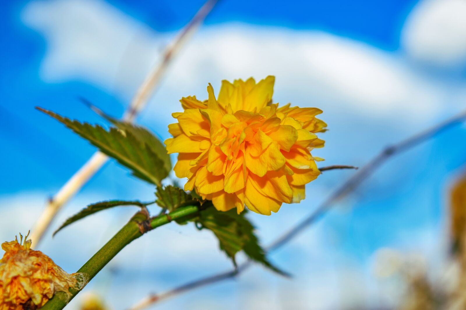 Nikon D5300 sample photo. Kerria japonica,, rosa, japanese photography