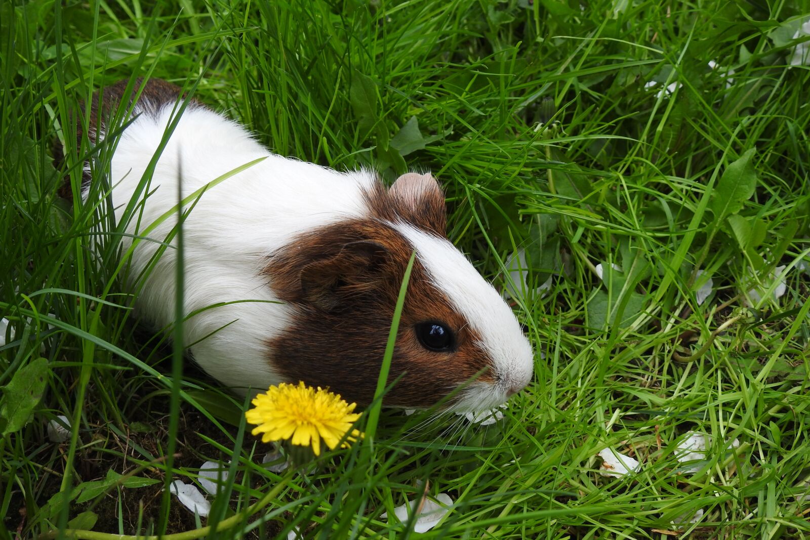 Nikon Coolpix P900 sample photo. Lawn, charming, animals photography
