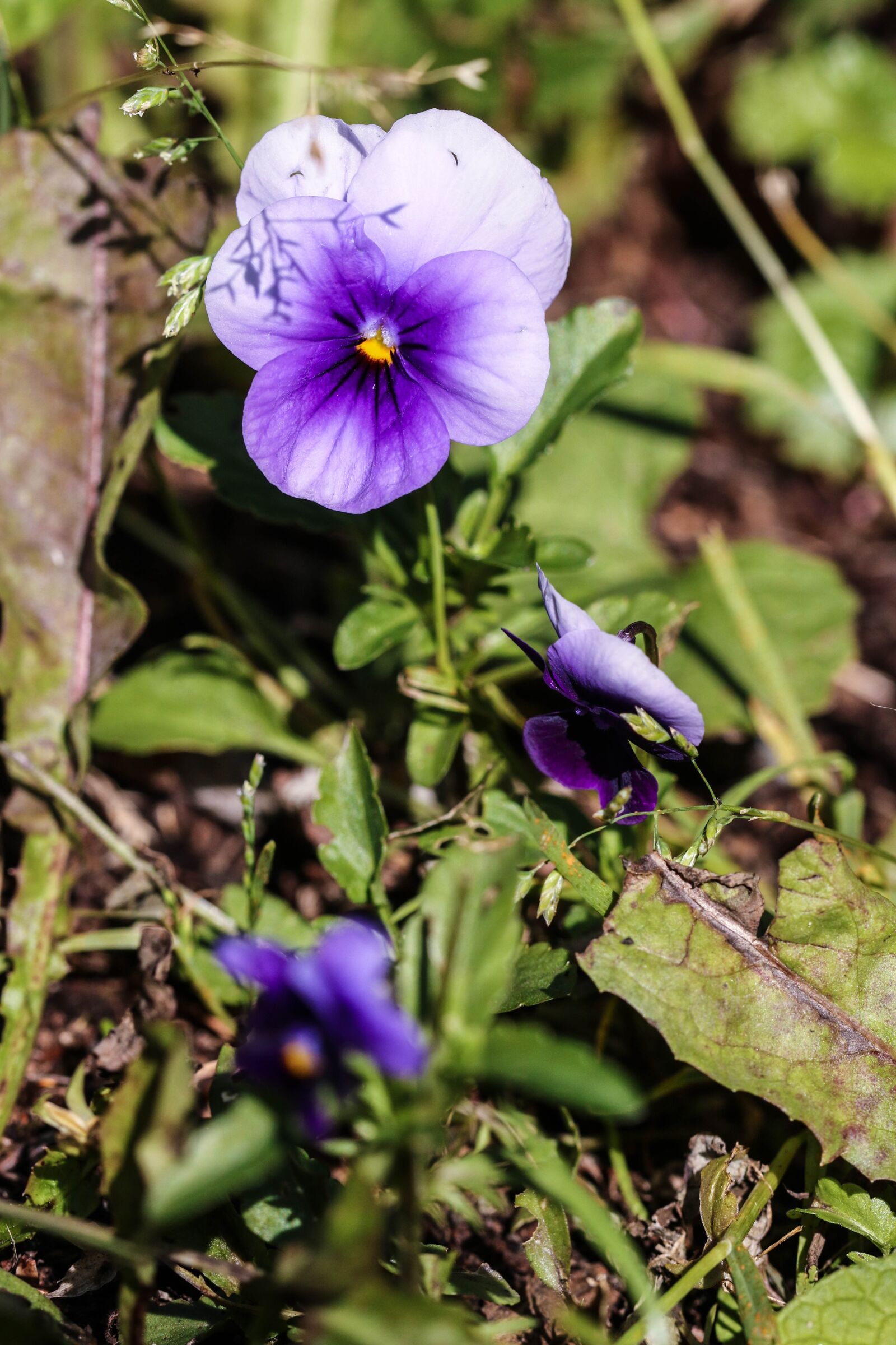 Canon EOS 7D Mark II sample photo. Pansy, summer flower, nature photography