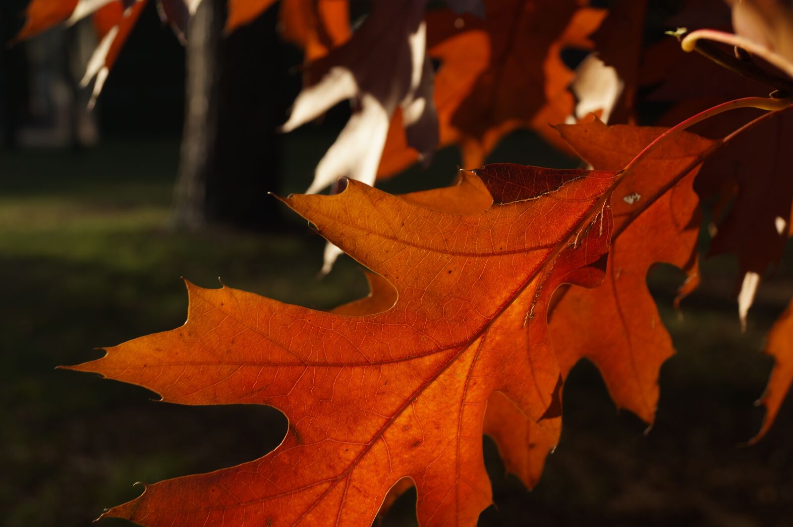 Sony SLT-A57 sample photo. Fall, leaves, autumn photography