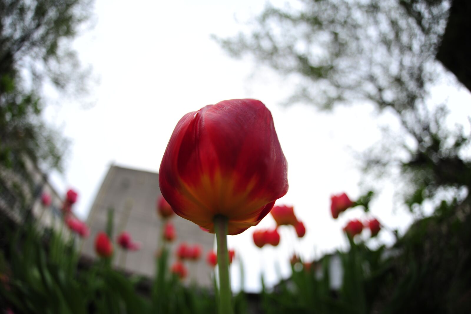 Nikon D700 sample photo. Chu lip, flowers, landscape photography