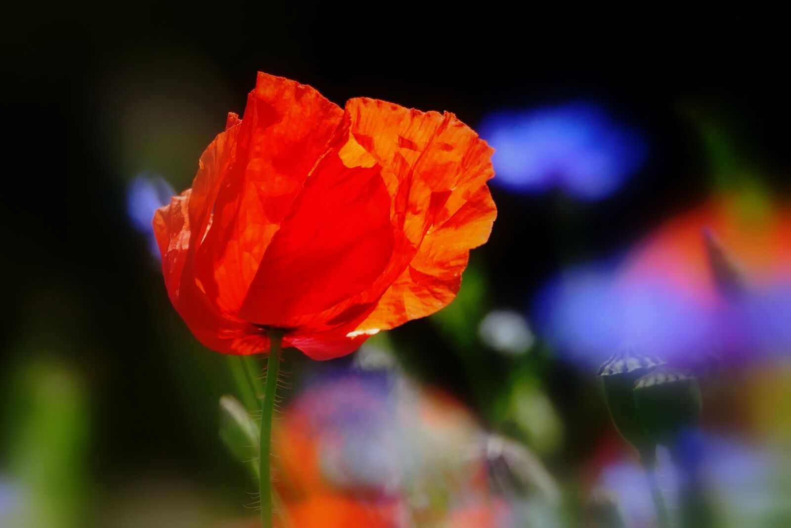 Panasonic Lumix DMC-FZ1000 sample photo. Poppy, nature, red photography