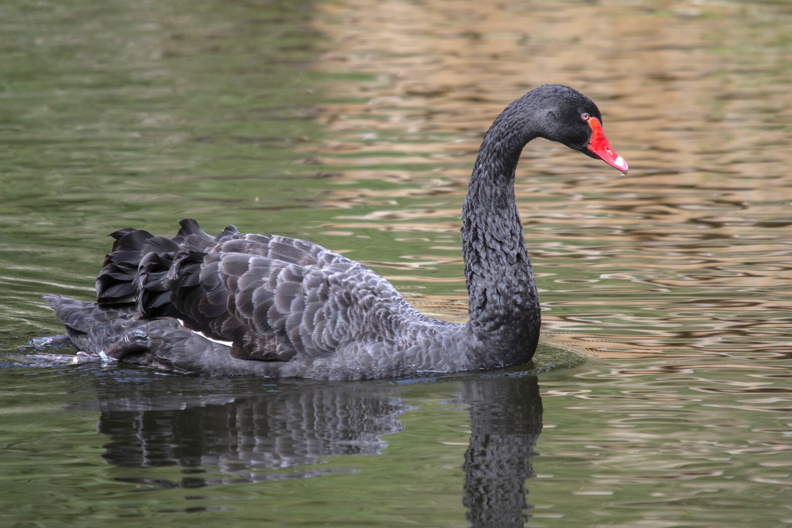 Nikon D7200 sample photo. Swan, water, lake photography