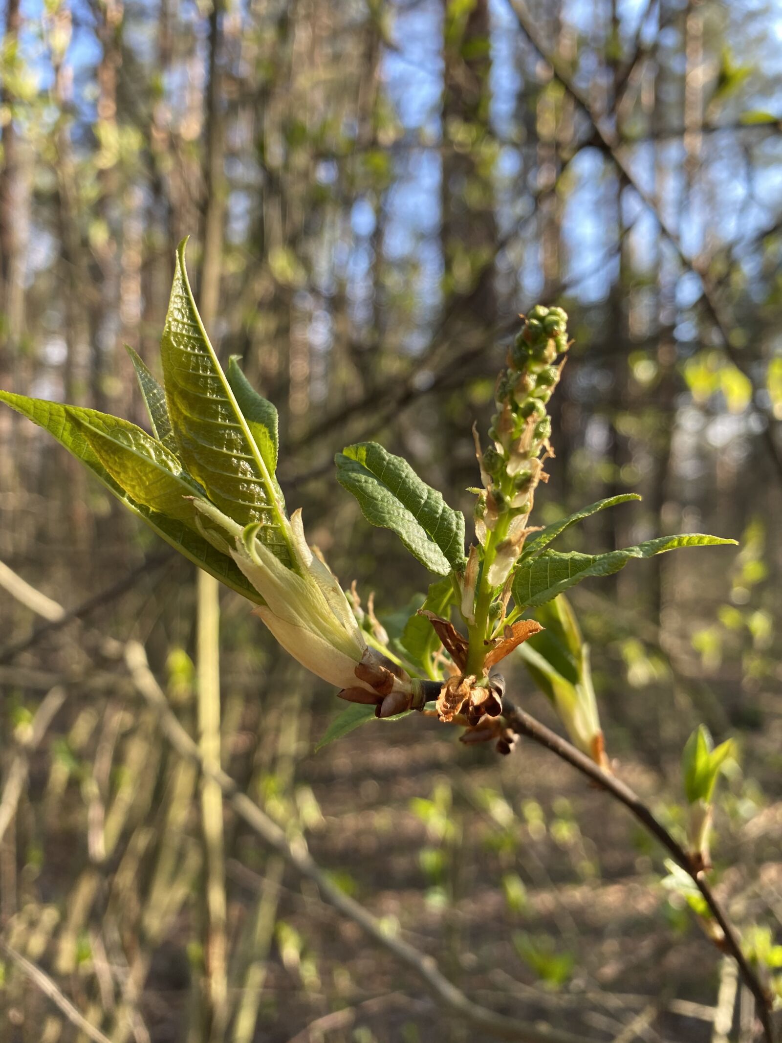 Apple iPhone 11 sample photo. Tree, nature, spring photography